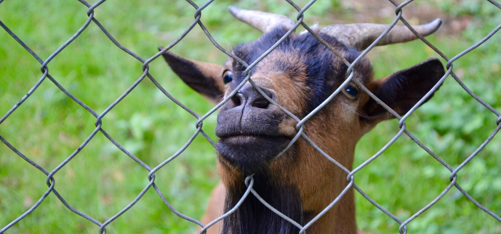 Nikon D3100 sample photo. Animal, first, photo, goat photography
