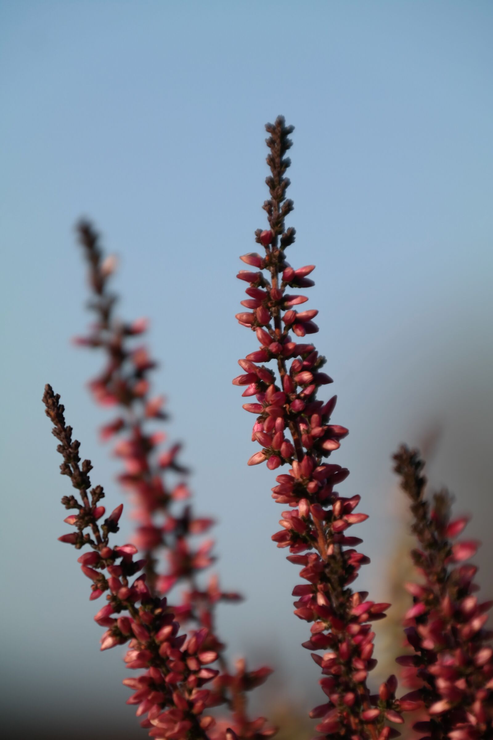 Samsung NX300 sample photo. Heide, flower, pink photography