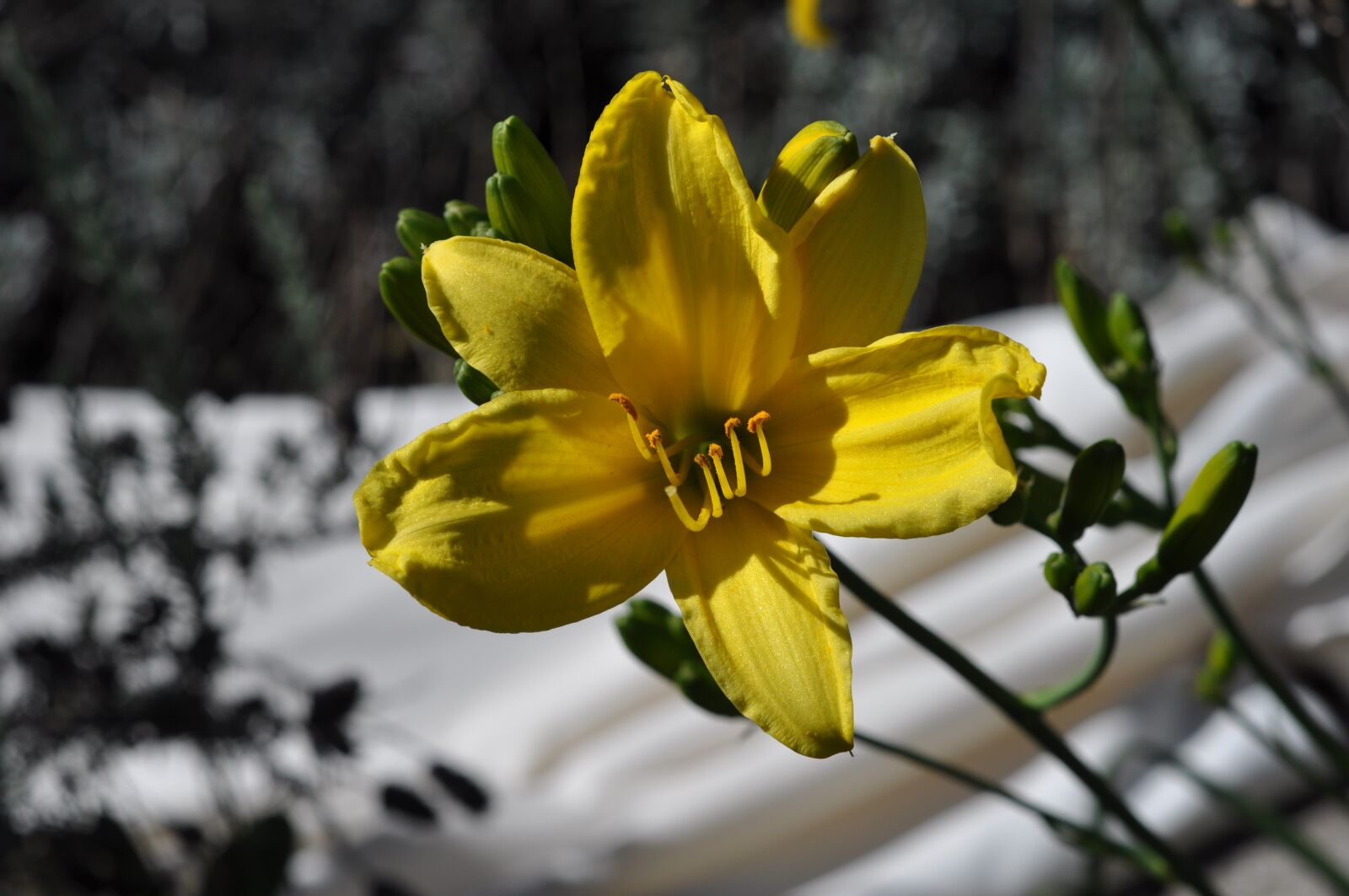 Nikon D5000 sample photo. Lily, yellow, nature photography