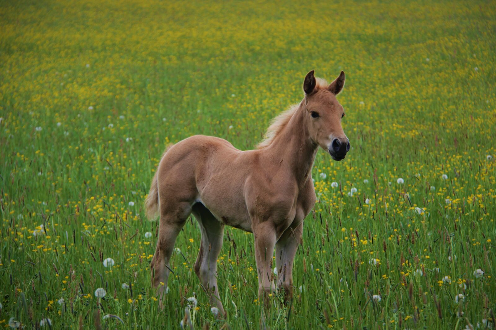 Canon EOS 600D (Rebel EOS T3i / EOS Kiss X5) + Canon EF-S 18-200mm F3.5-5.6 IS sample photo. Horses, foal, animal photography