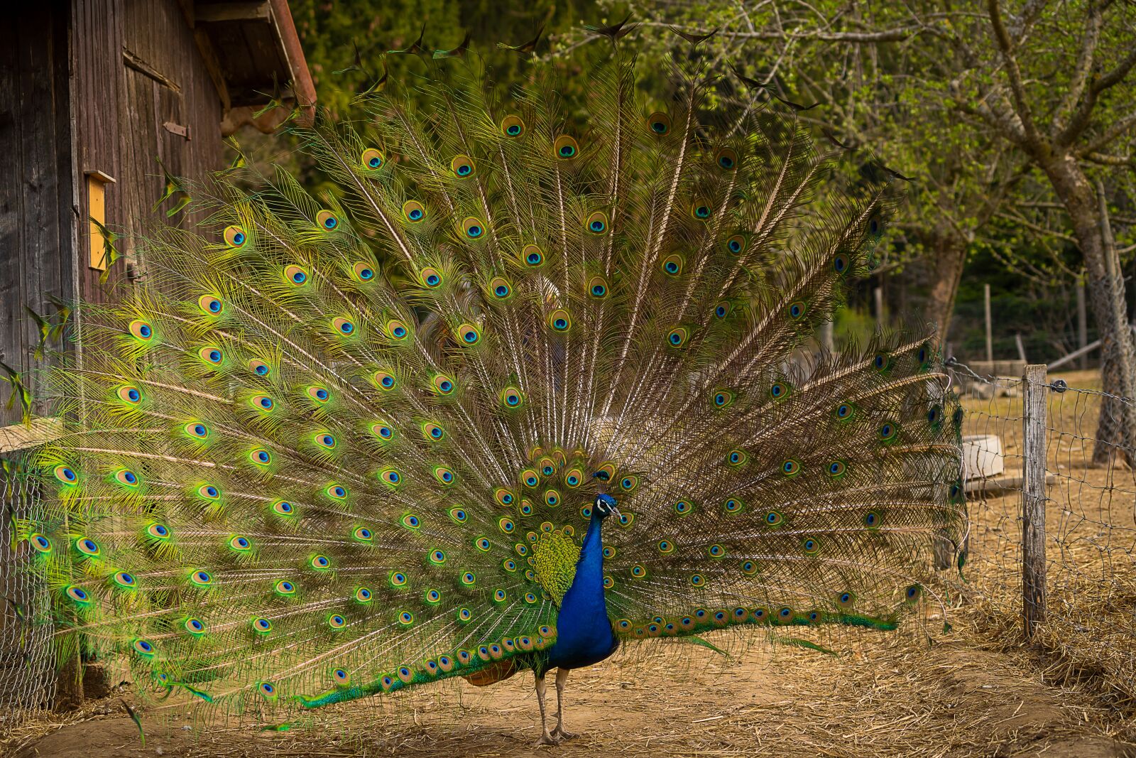 Sony a7 III sample photo. Animal, bird, peacock photography