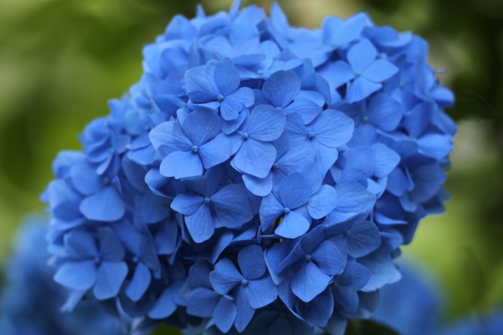 Canon EF 70-300 F4-5.6 IS II USM sample photo. Blue hydrangea, blooming, blossom photography