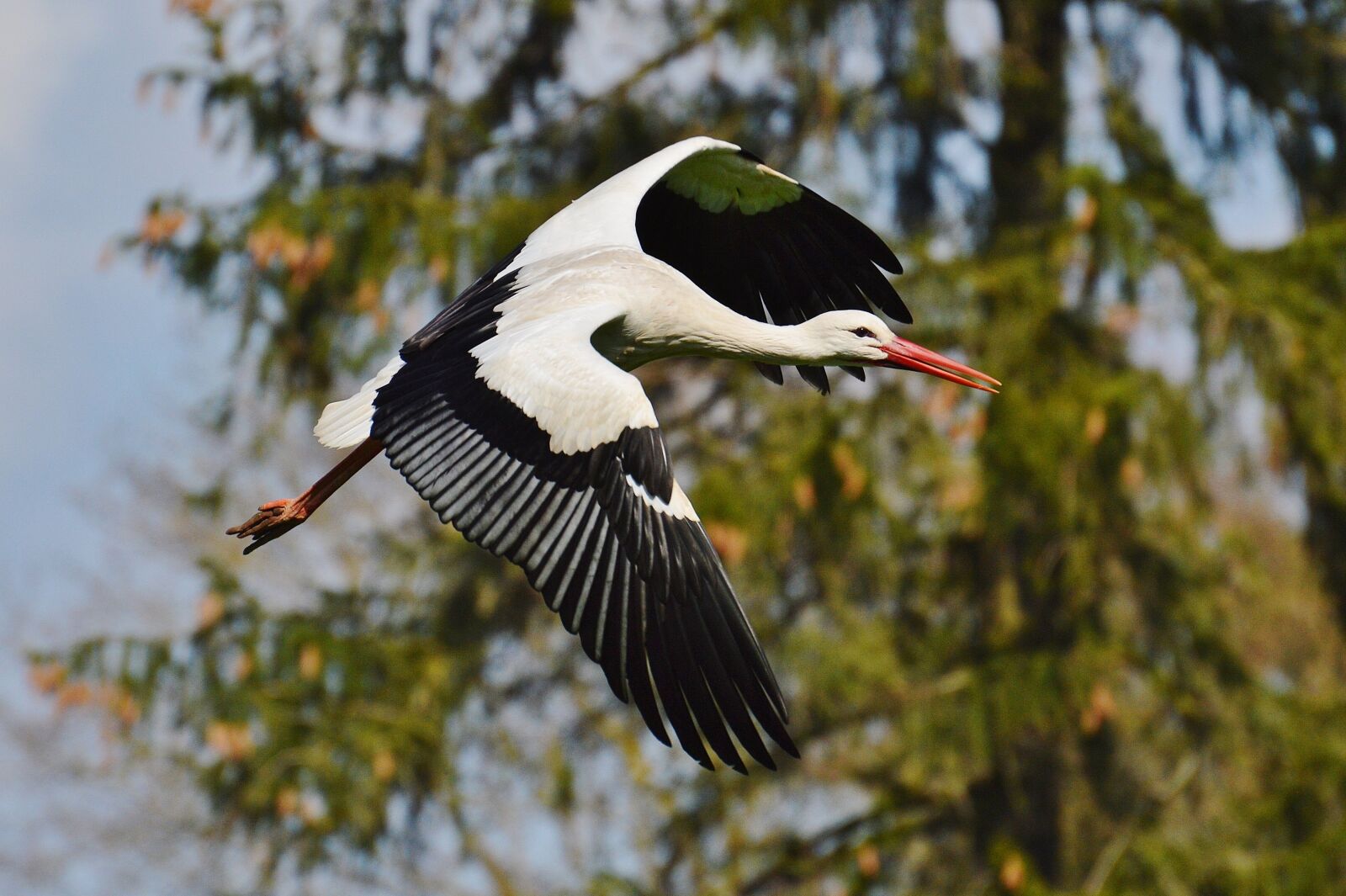 Nikon D3200 sample photo. Stork, flying, elegant photography