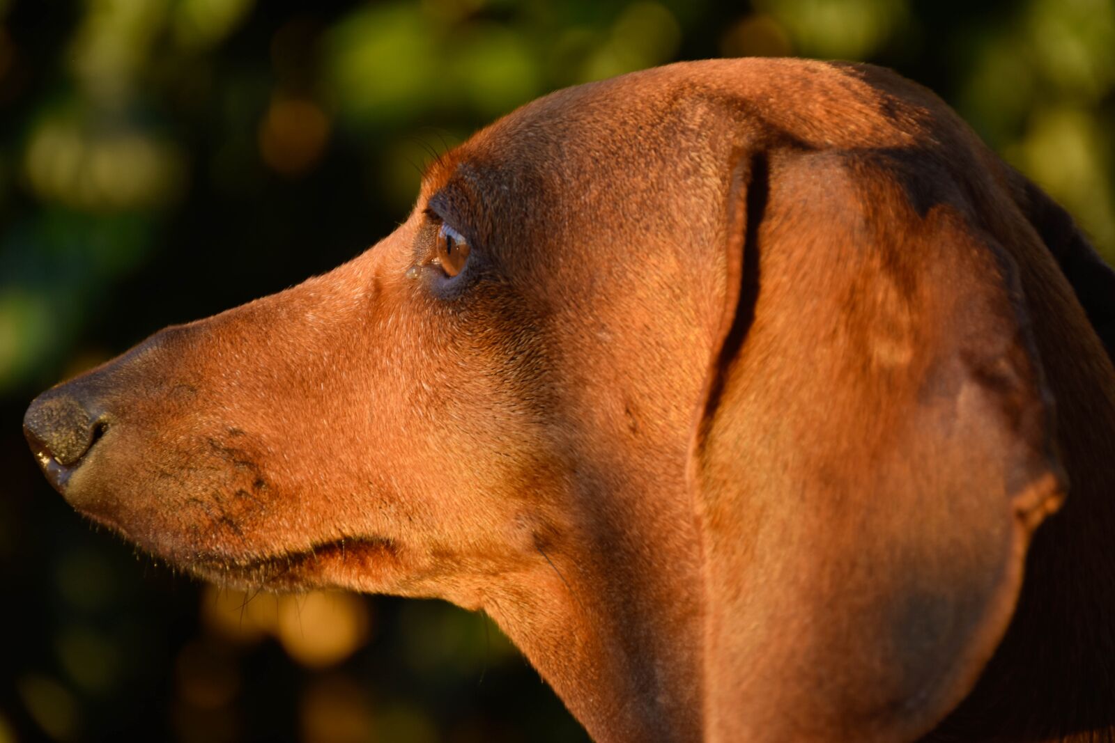Nikon D7200 sample photo. Teckel, sausage, dog photography