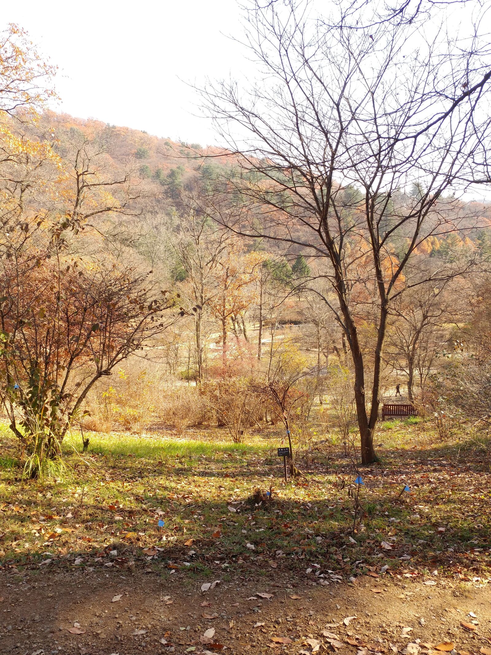LG G5 sample photo. Wood, autumn, nature photography