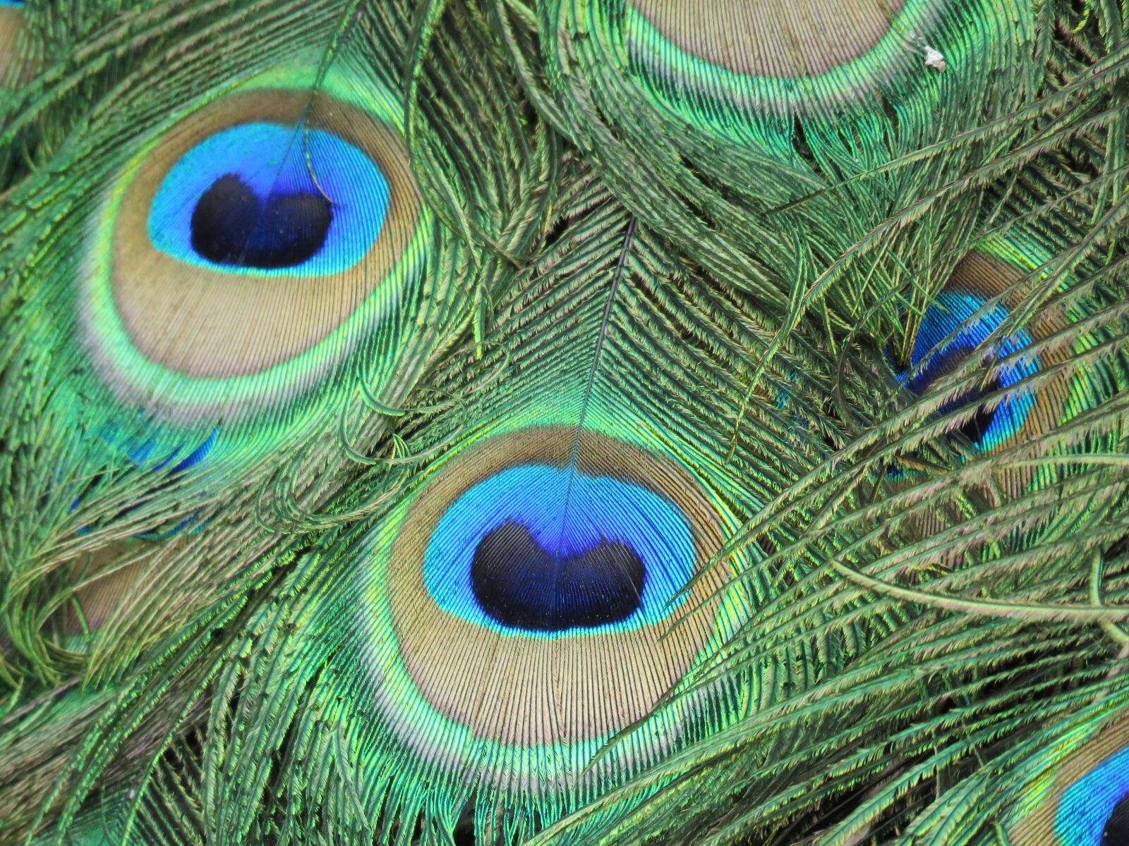 Canon PowerShot SX60 HS sample photo. Peacock, feather, colorful photography