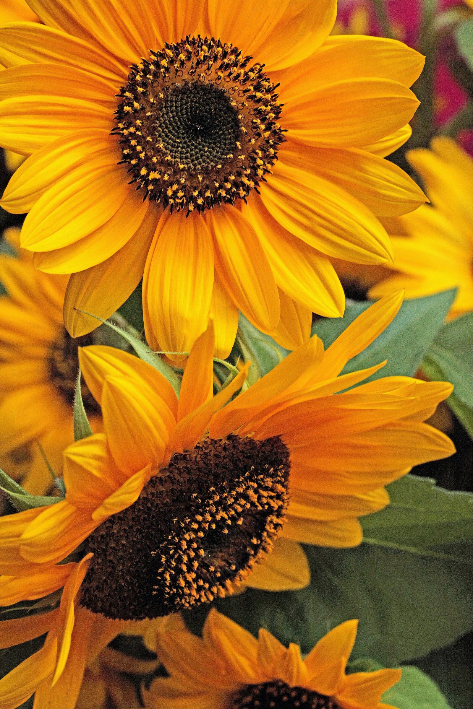 Canon EOS 5D Mark II sample photo. Sunflower, flower, yellow flower photography