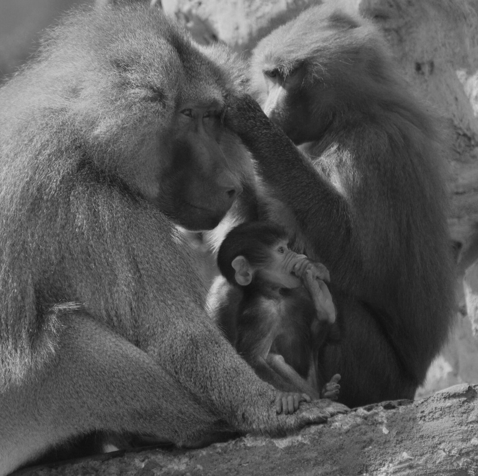 Nikon D3400 sample photo. Baboon, monkey, animal photography