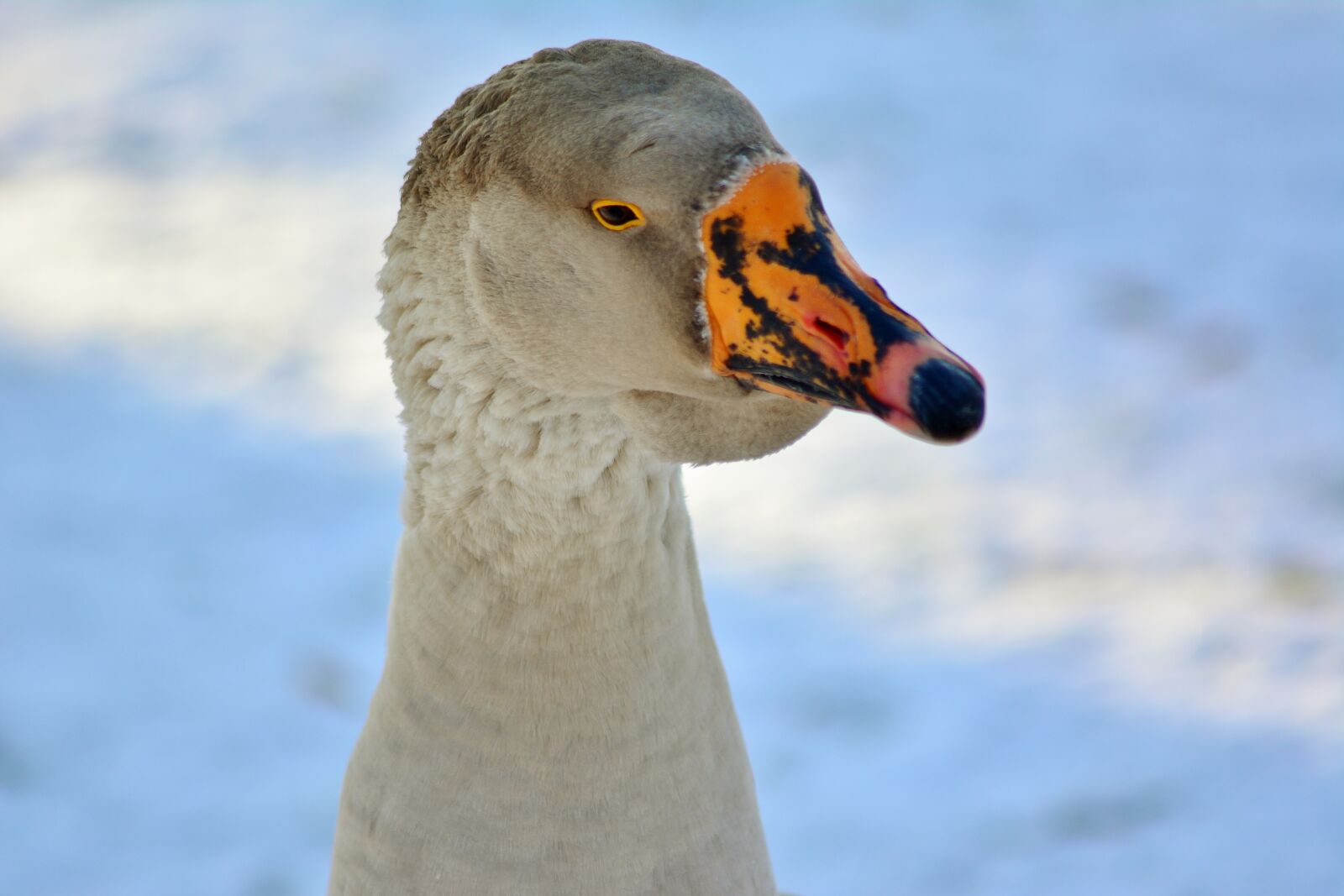 Nikon D5200 sample photo. H cker goose, close photography
