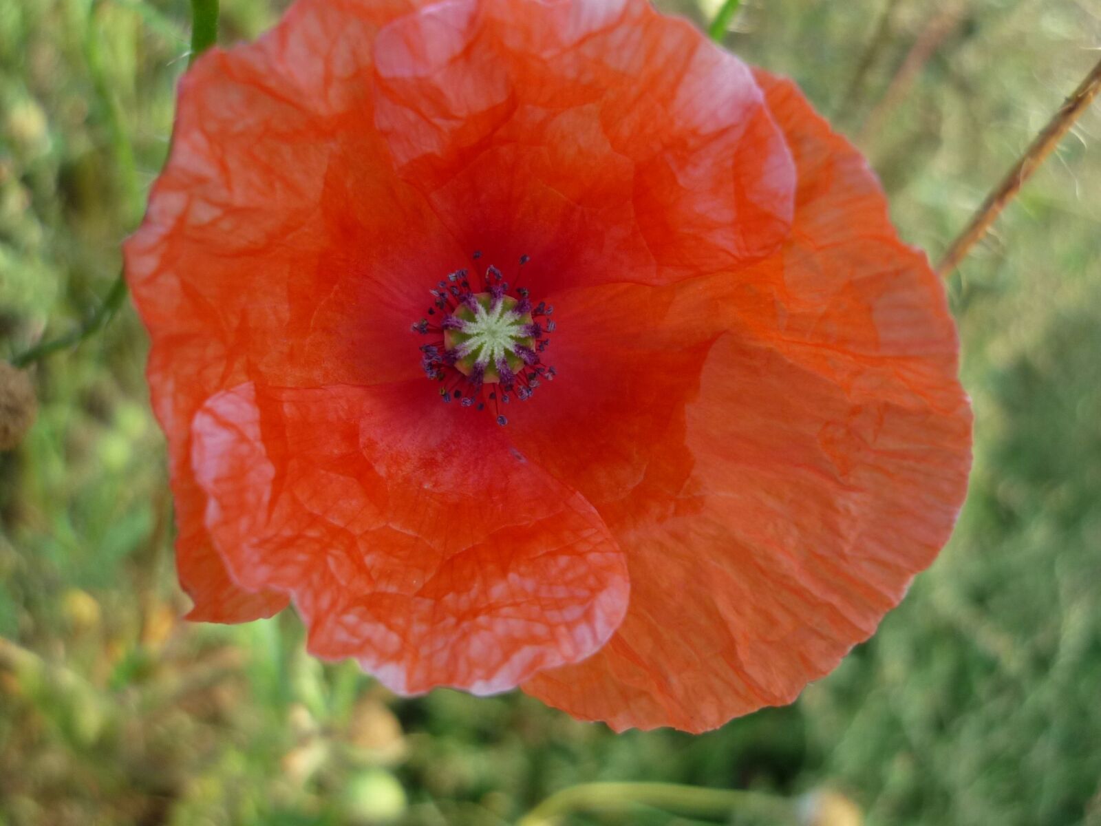 Panasonic Lumix DMC-FS6 sample photo. Klatschmohn, red flower, edge photography