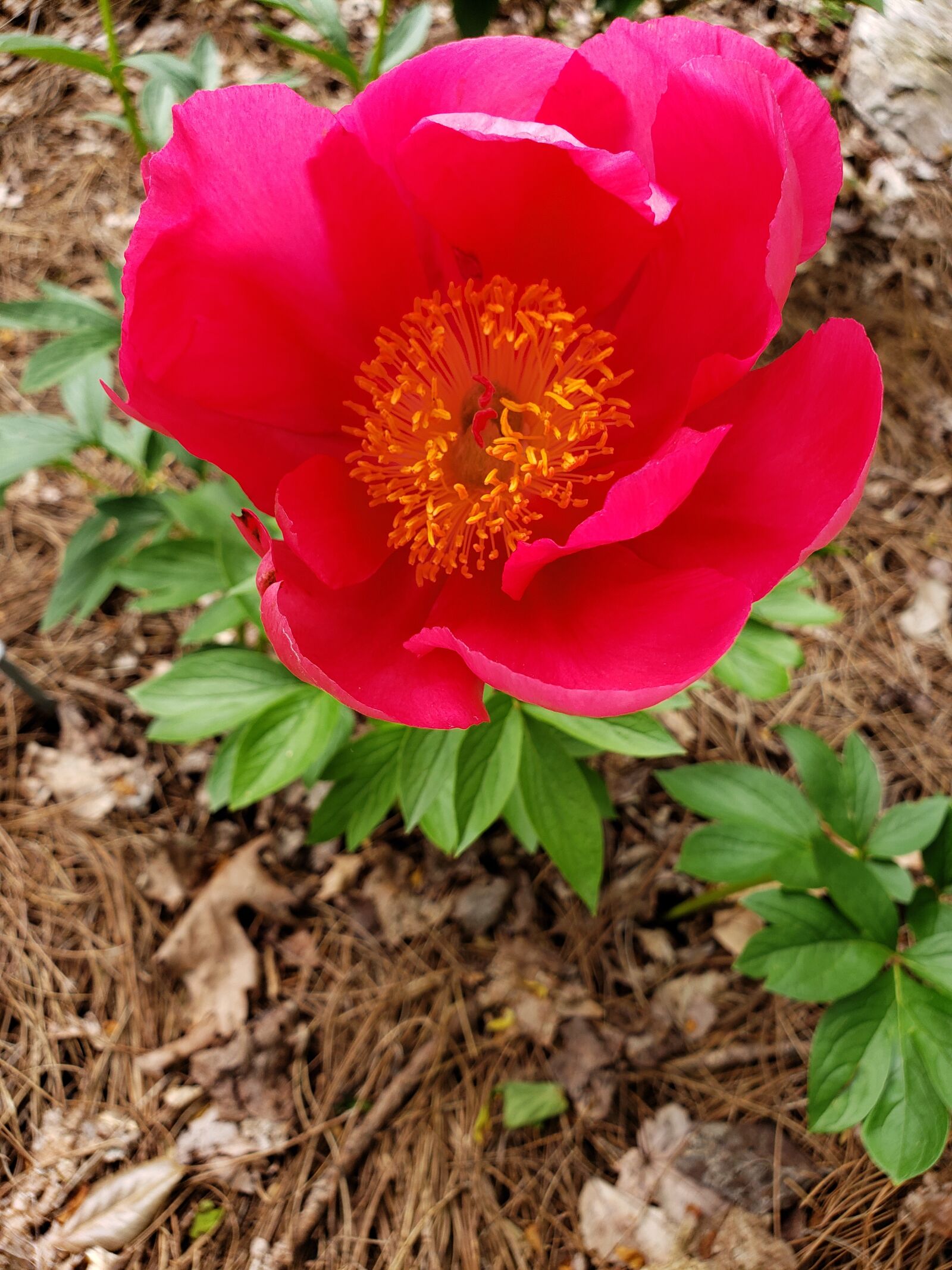 Samsung Galaxy S9+ sample photo. Nature, beauty, flower photography