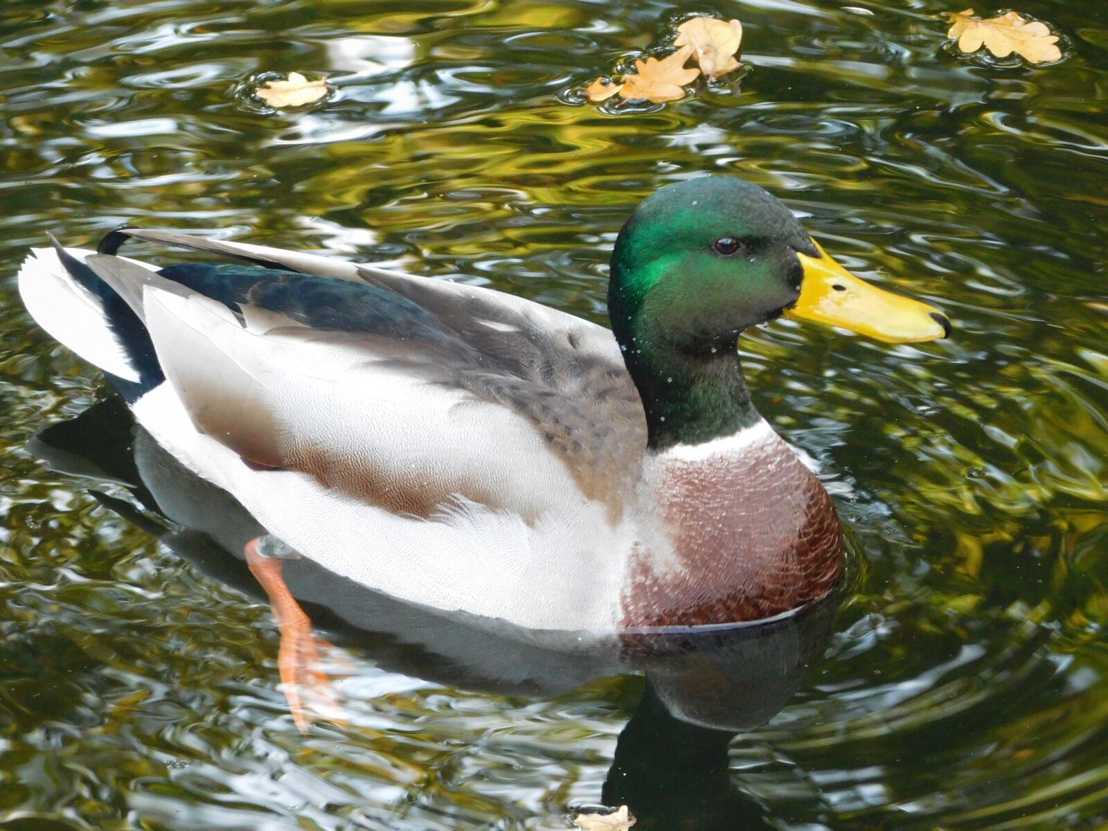 Nikon Coolpix L840 sample photo. Duck, water bird, animals photography