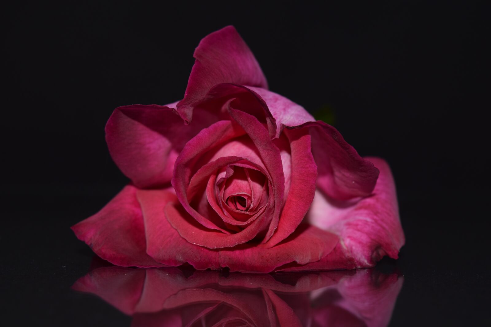 Nikon D3300 sample photo. Rose, pink, pink rose photography
