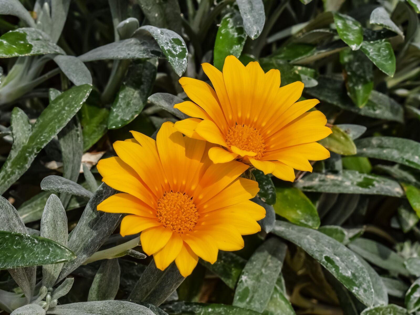 Nikon D3300 sample photo. Nature, flora, winter photography
