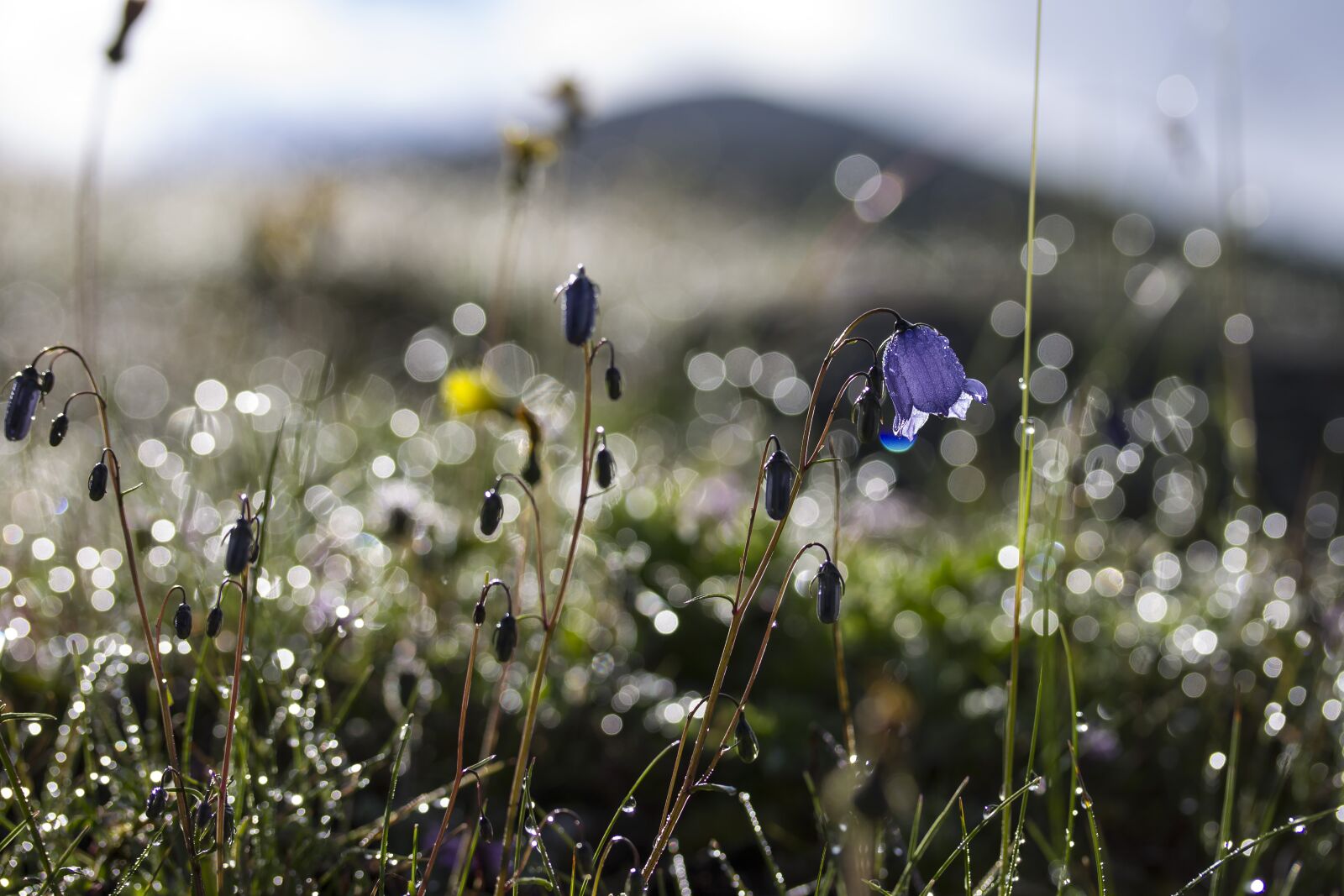 Canon EF-S 60mm F2.8 Macro USM sample photo. Flowers, bellflower, meadow photography
