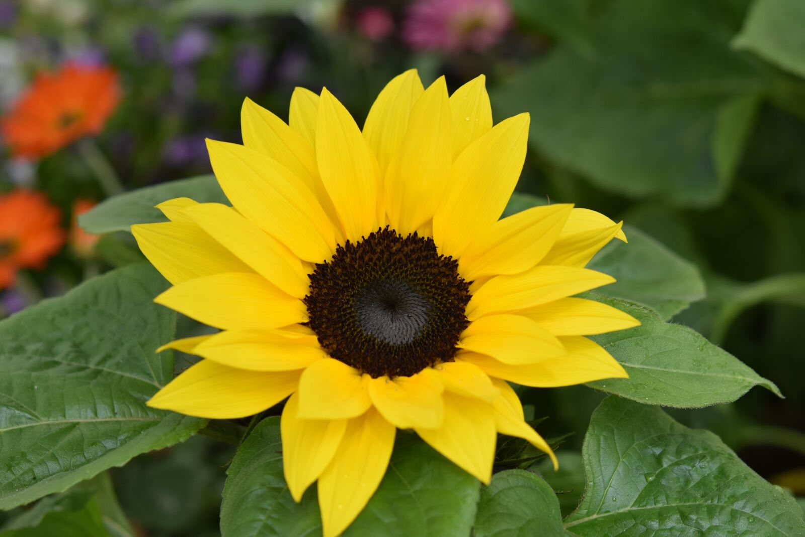Nikon D5600 sample photo. Flower, sunflower, petals yellow photography