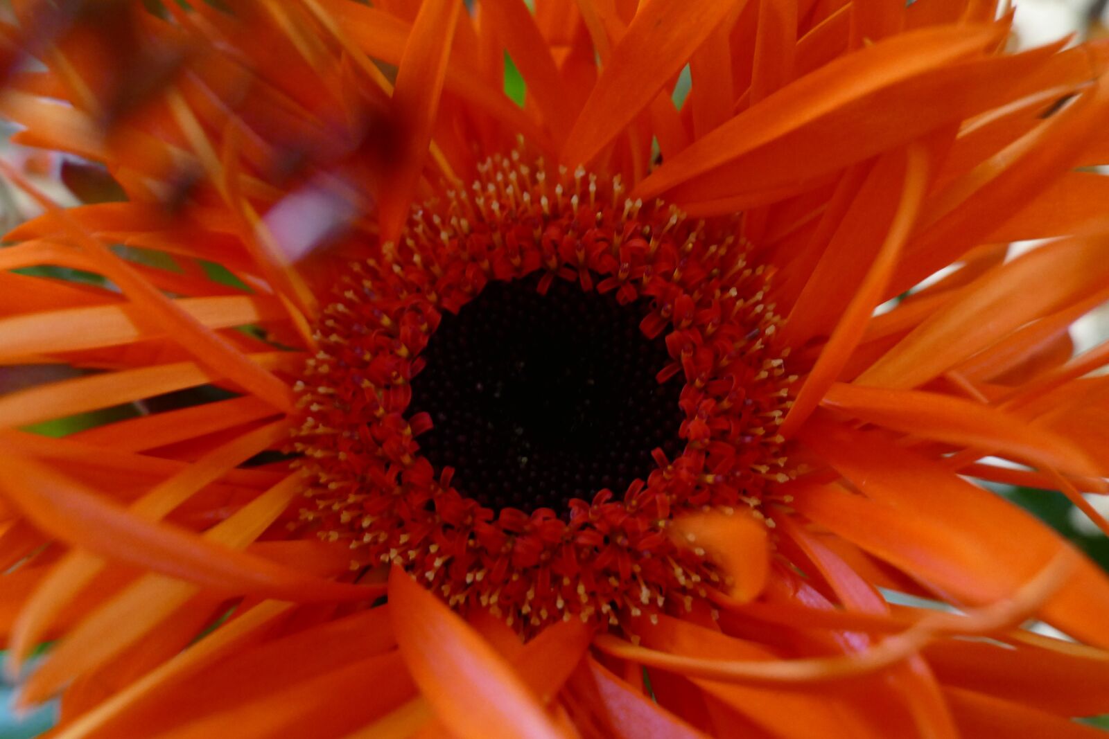Panasonic Lumix DMC-FZ1000 sample photo. Flower, orange, red photography