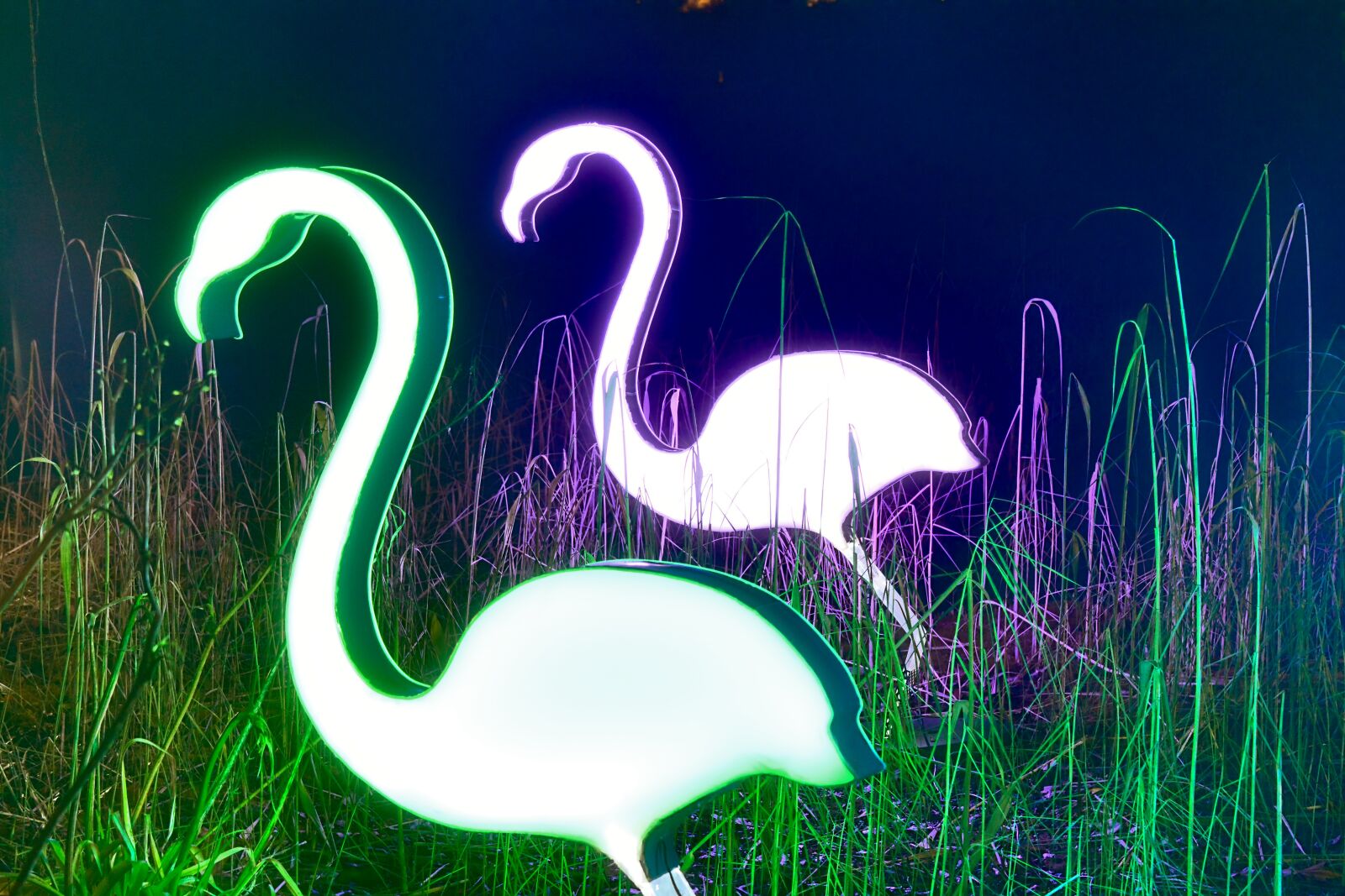 Nikon D5200 sample photo. Illumination, flamingos, night photography
