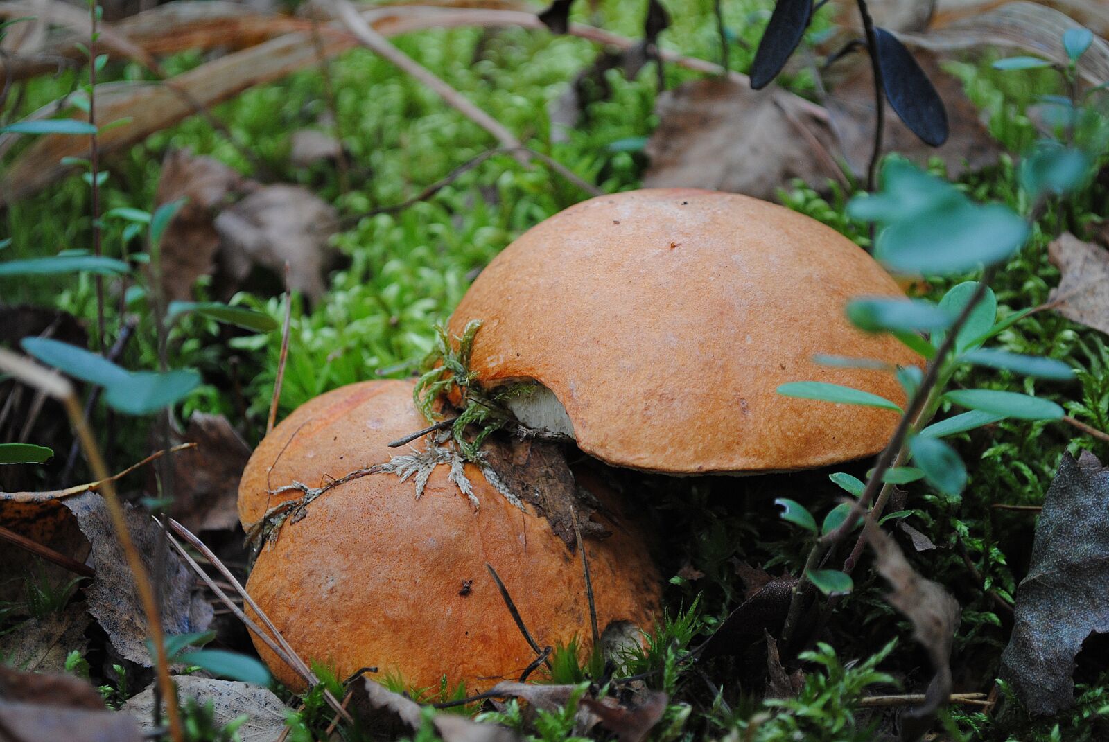 Nikon D3000 sample photo. Mushrooms, forest, nature photography