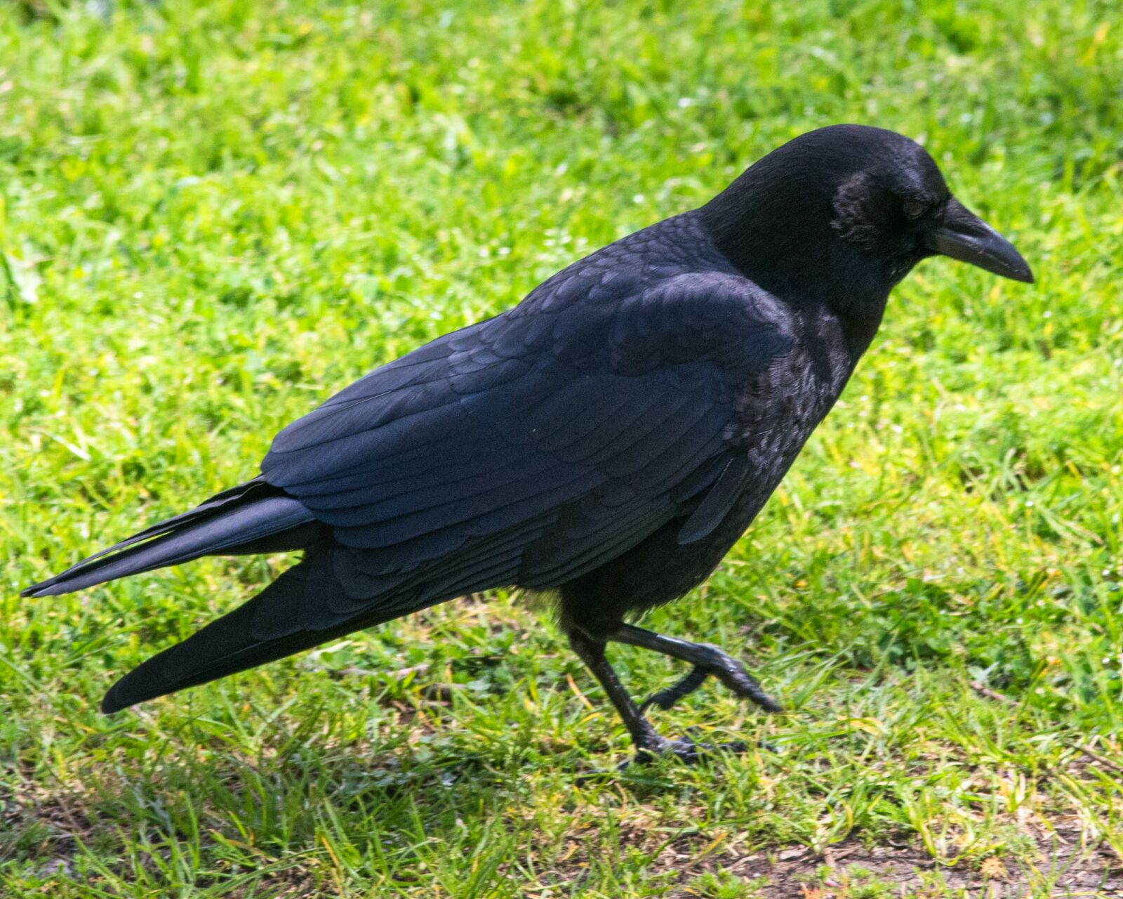 Nikon D3300 sample photo. Bird, spring, black photography