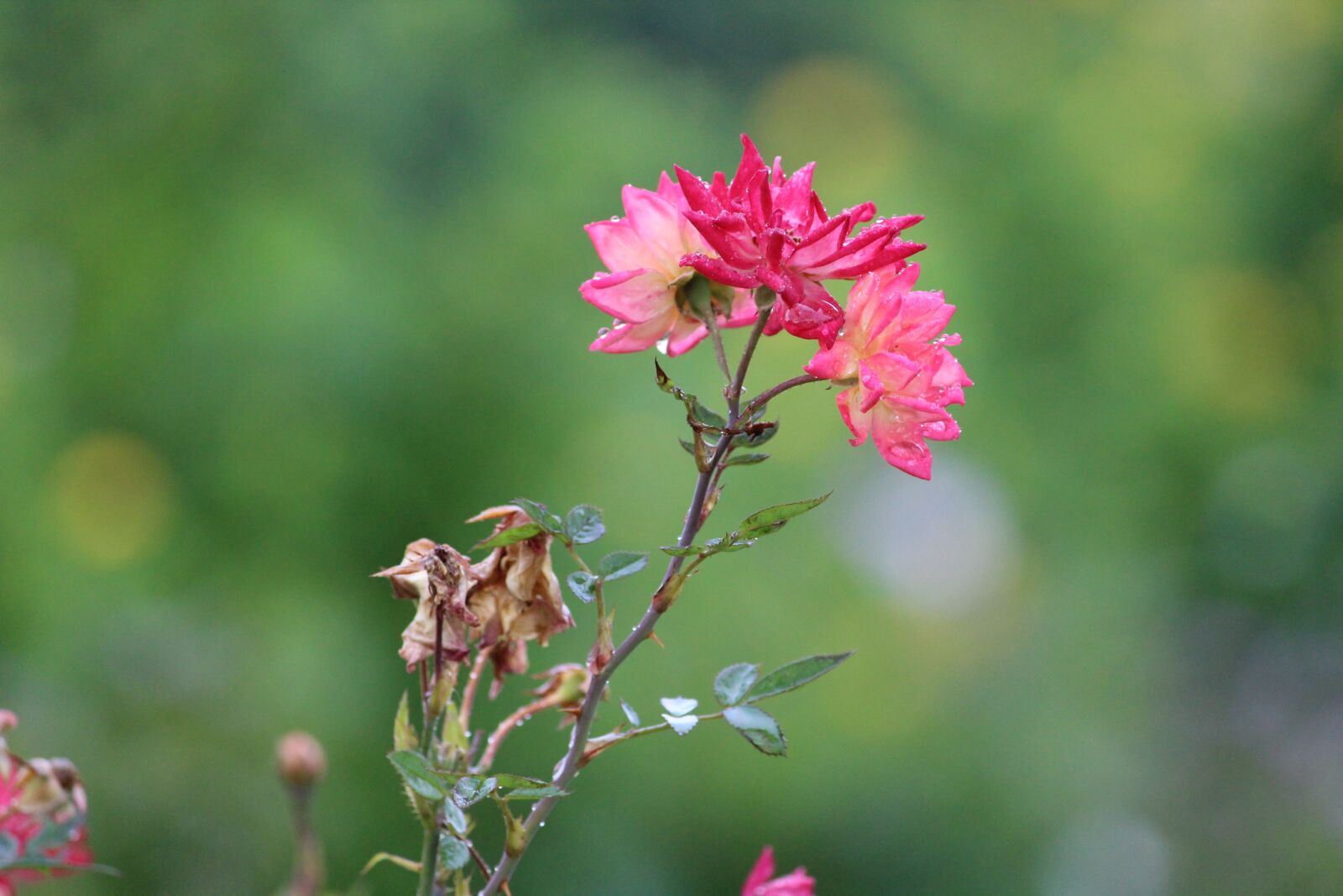 Canon EOS 1300D (EOS Rebel T6 / EOS Kiss X80) sample photo. Flower, nature, flora photography