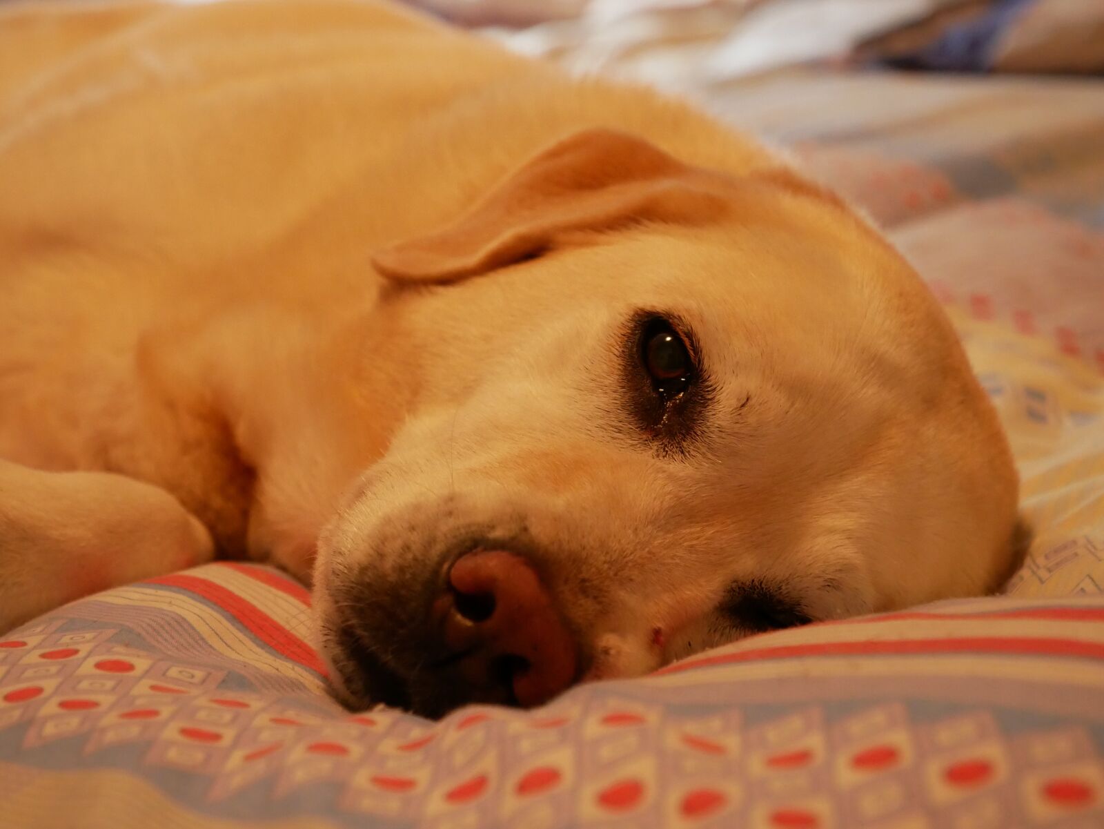 Panasonic Lumix DMC-G85 (Lumix DMC-G80) sample photo. Labrador, sleeping, dog photography