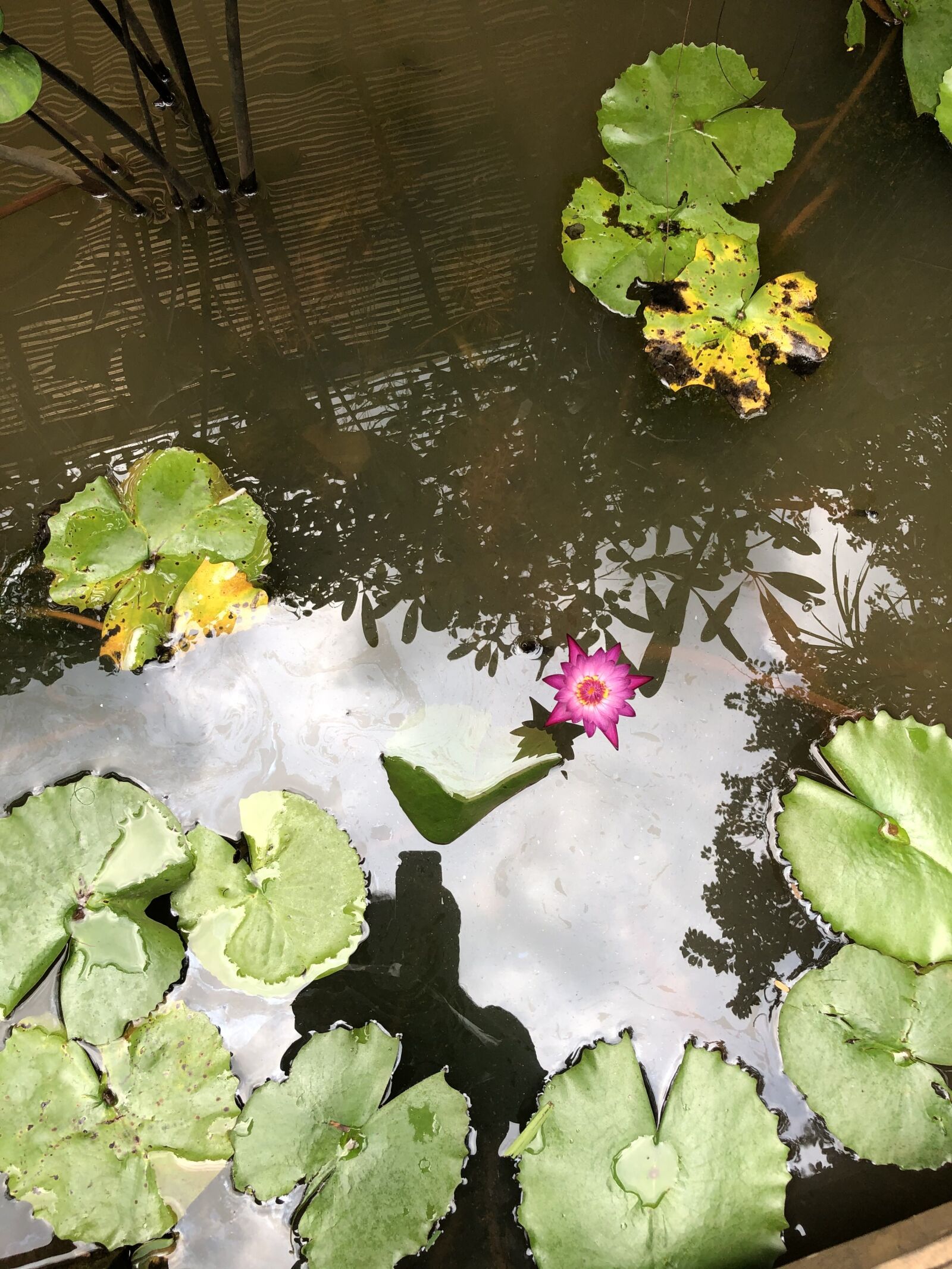 iPhone X back dual camera 4mm f/1.8 sample photo. Water lily, red water photography