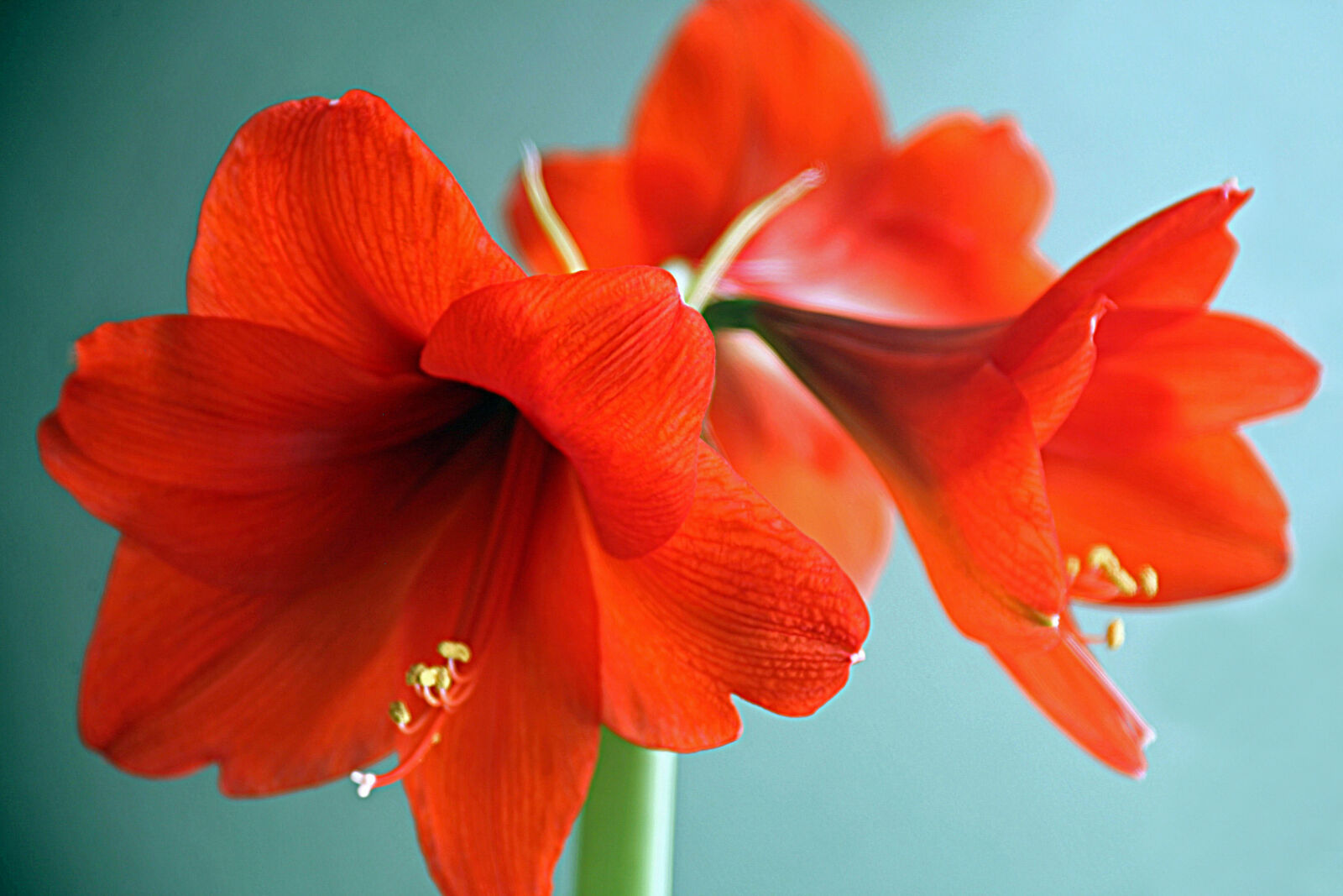 Canon EOS 5D sample photo. Amaryllis, beautiful, flowers photography