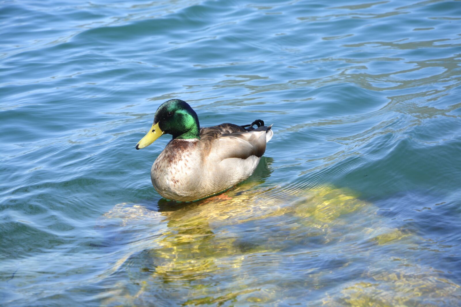 Nikon D5200 sample photo. Duck, birds aquatic, mallard photography