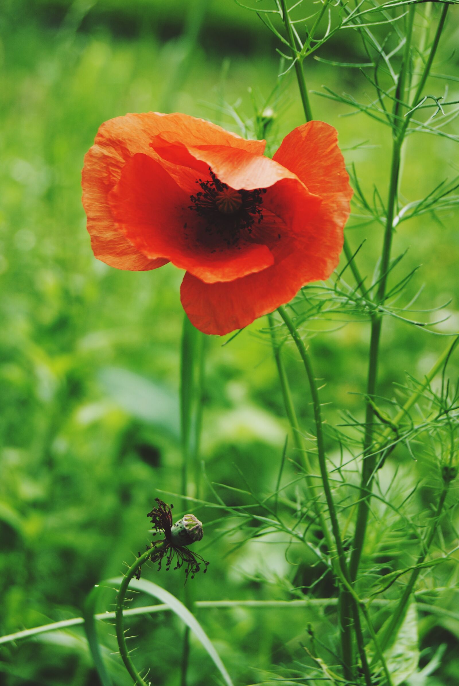 Nikon D3000 sample photo. Poppy, plant, flower photography