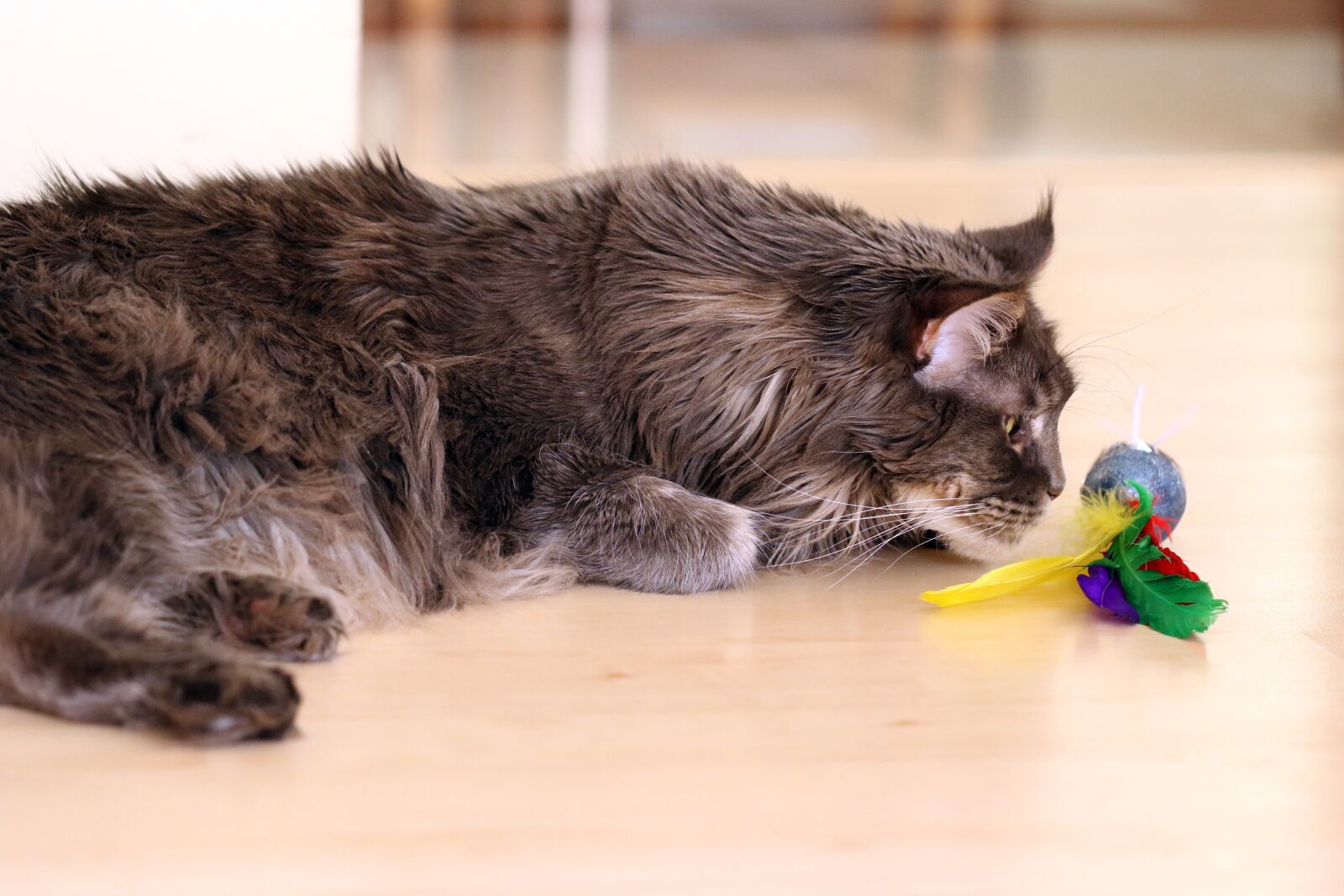 Canon EOS 7D Mark II sample photo. Cat, gray, maine coon photography