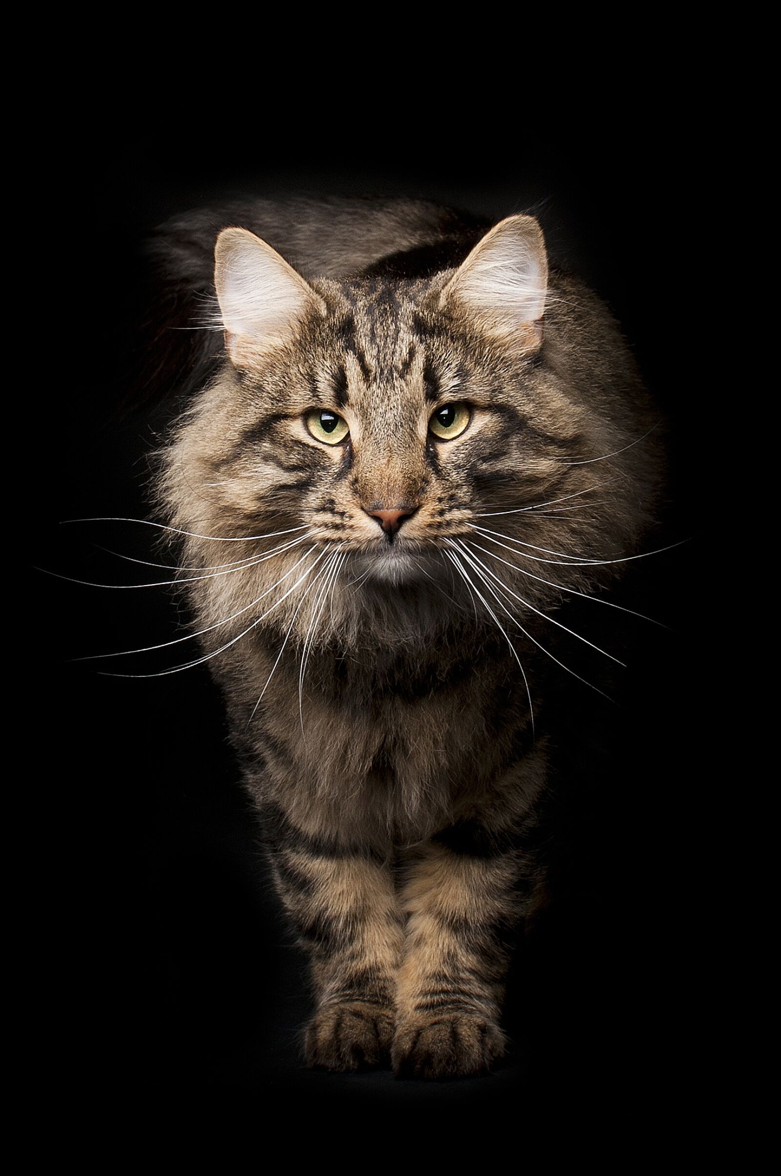 Nikon D300 sample photo. Cat, mammal, cute photography