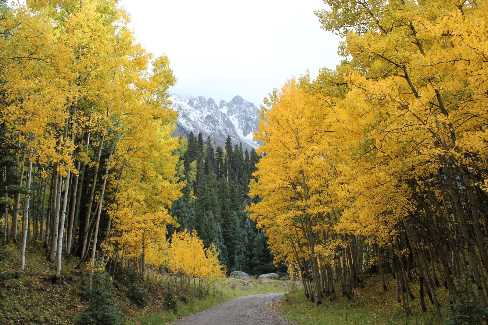 Canon EOS 600D (Rebel EOS T3i / EOS Kiss X5) sample photo. Green, aspens, trees photography