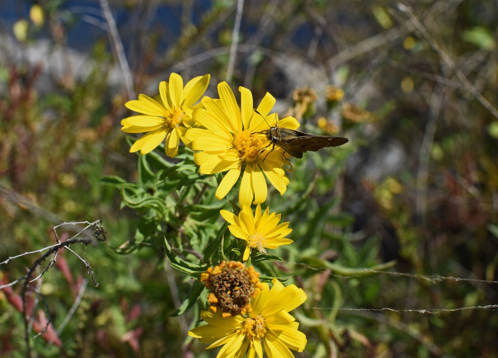 Nikon D3300 sample photo. Skipper in wild sunflower photography