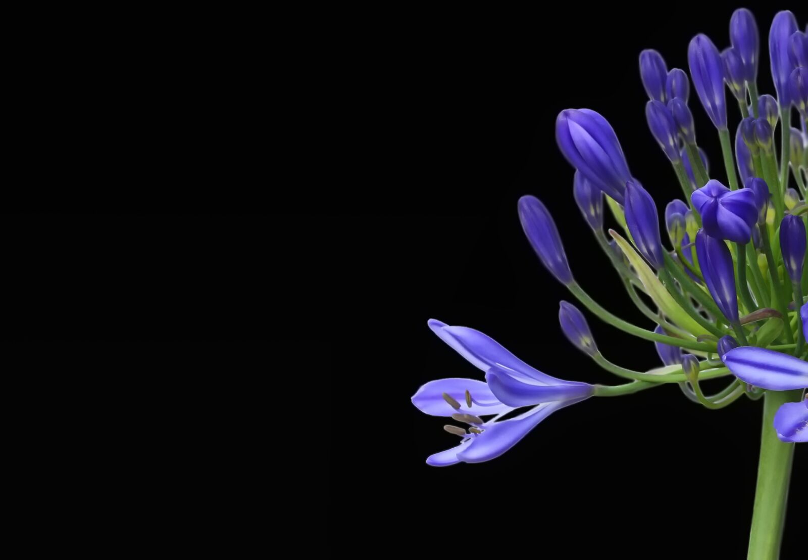Canon EOS 7D sample photo. Agapanthus, agapanthus africanus, blossom photography