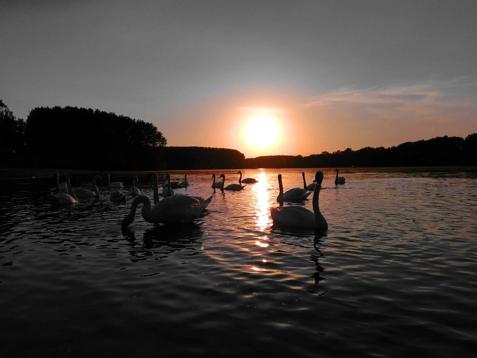 Lenovo S60-A sample photo. Swan, bird, dawn, dusk photography