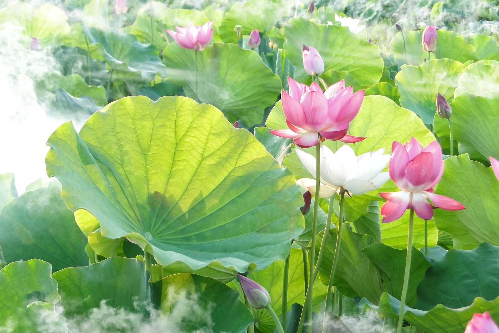 Sony Cyber-shot DSC-HX1 sample photo. Lotus, summer, hasuike photography