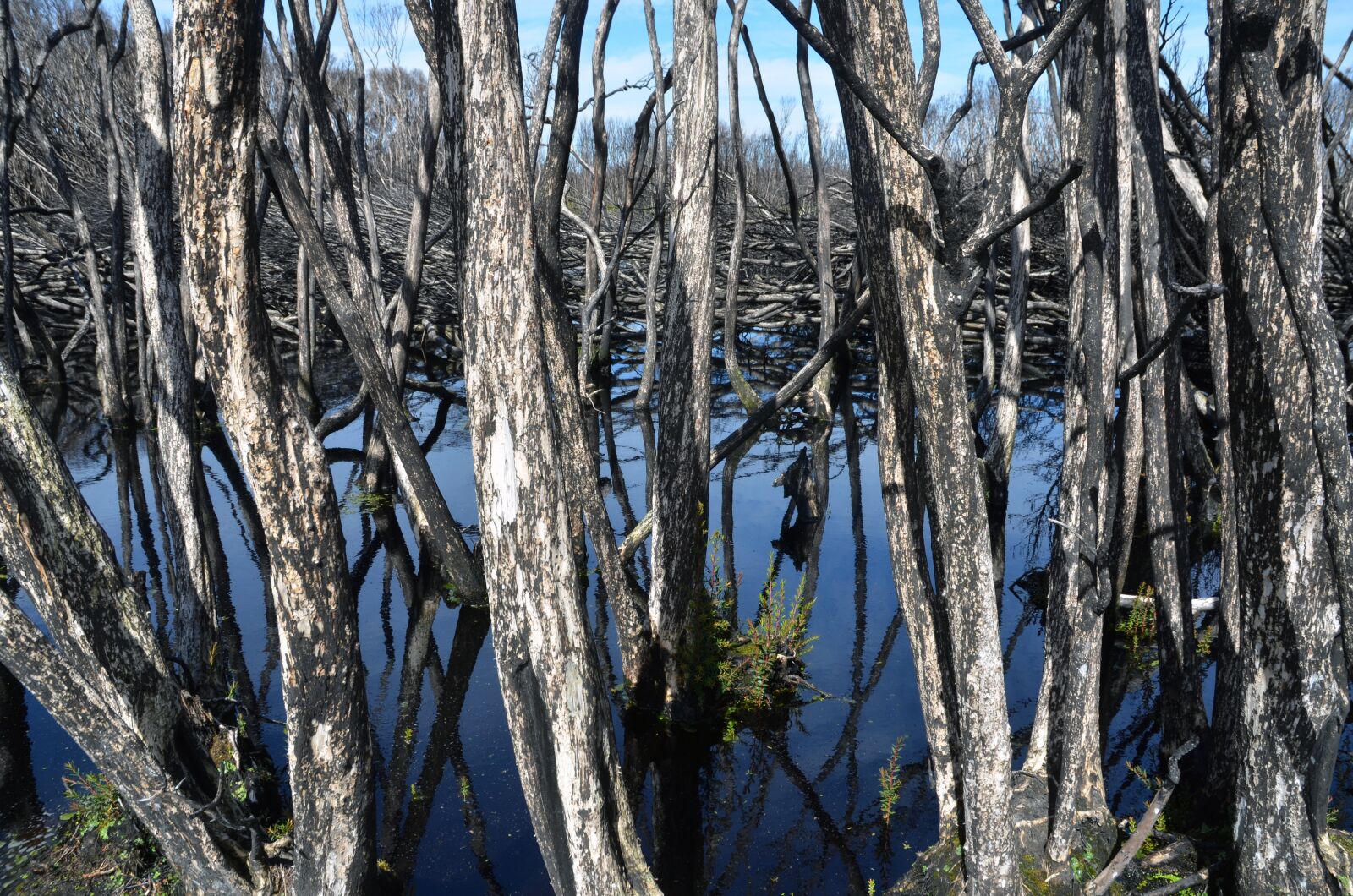 Nikon D7000 sample photo. Lagoon, tasmania, water photography