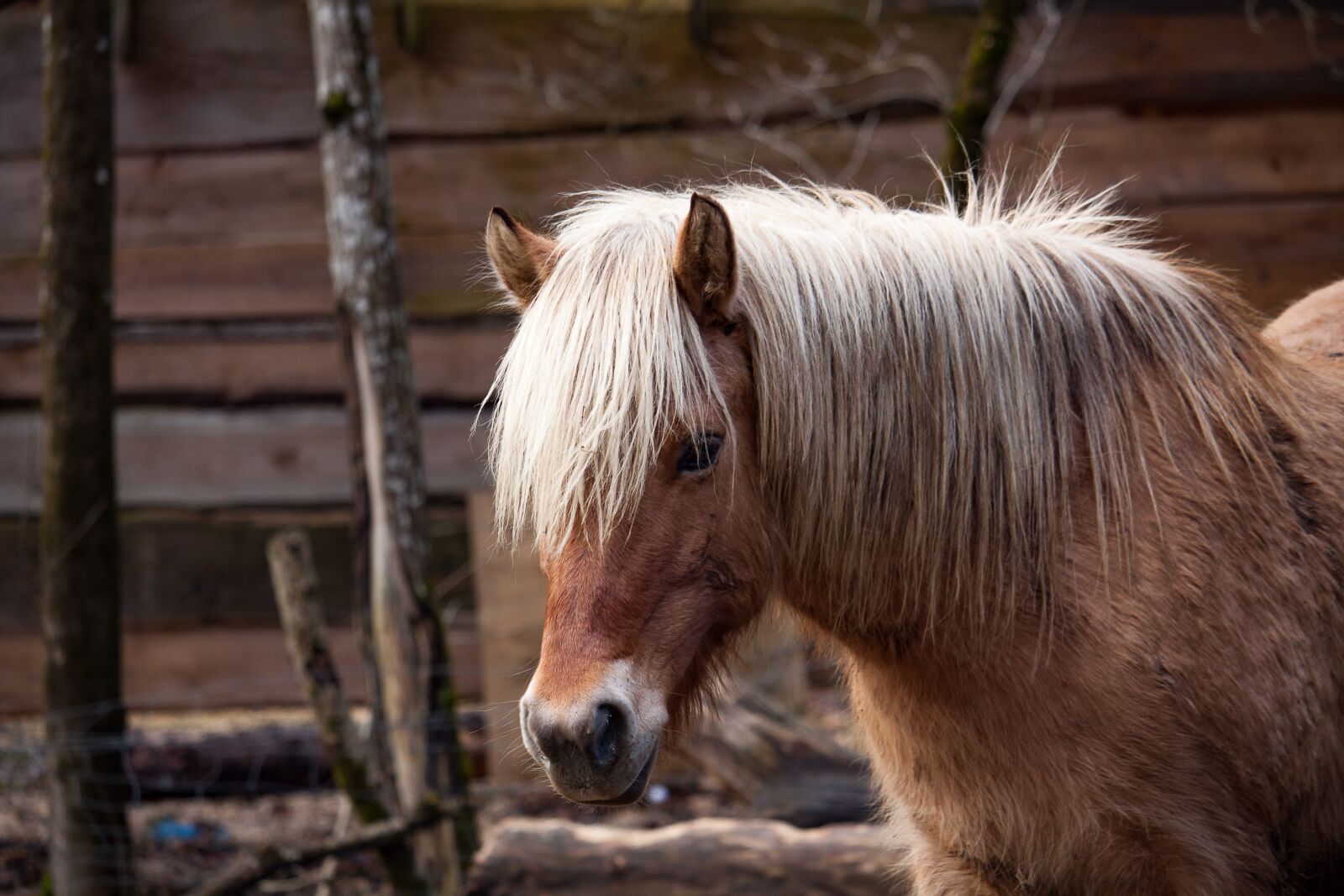Canon EOS 50D sample photo. Pony, horse, nature photography