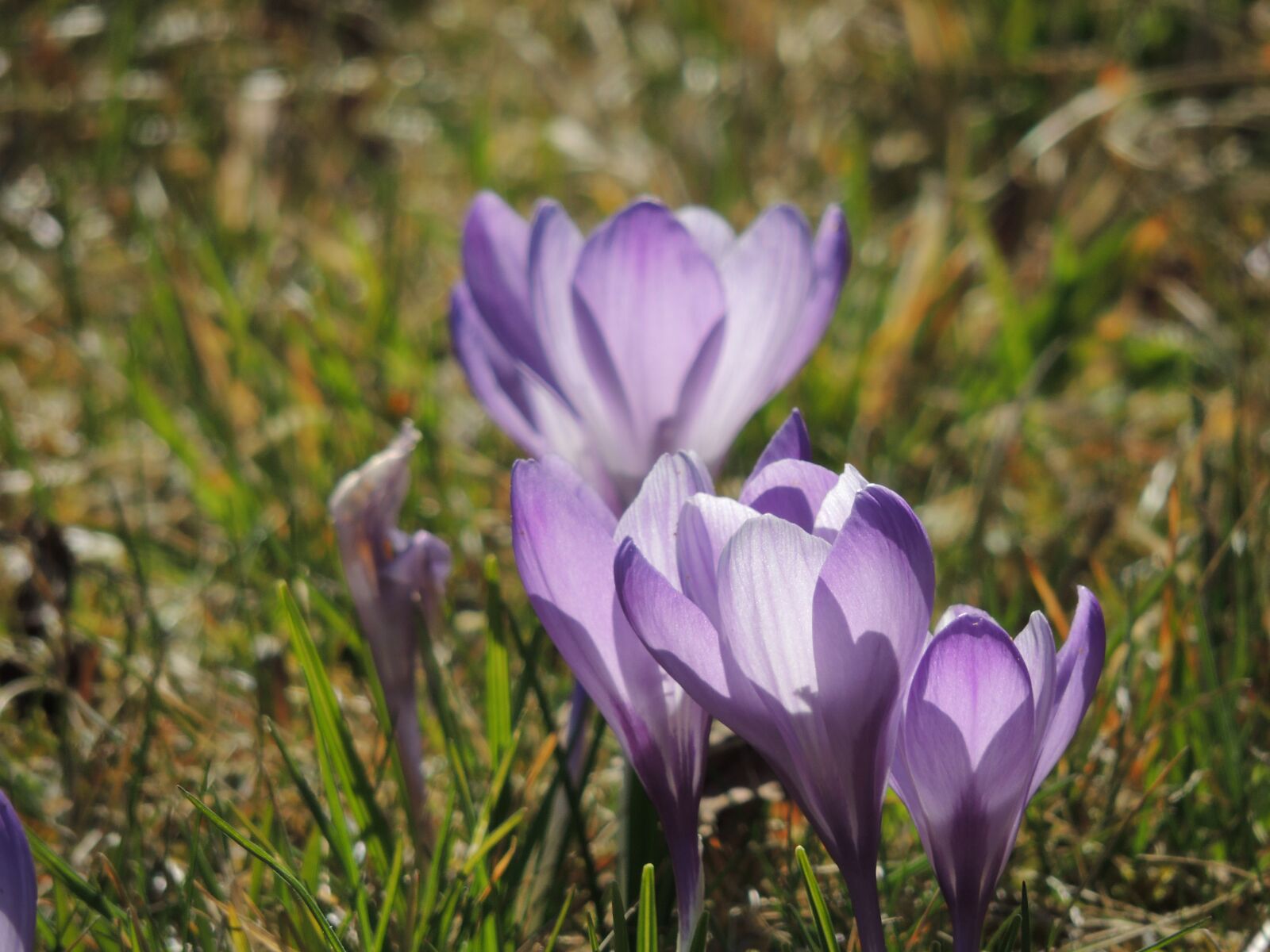 Nikon Coolpix P510 sample photo. Crocus, purple, flowers photography
