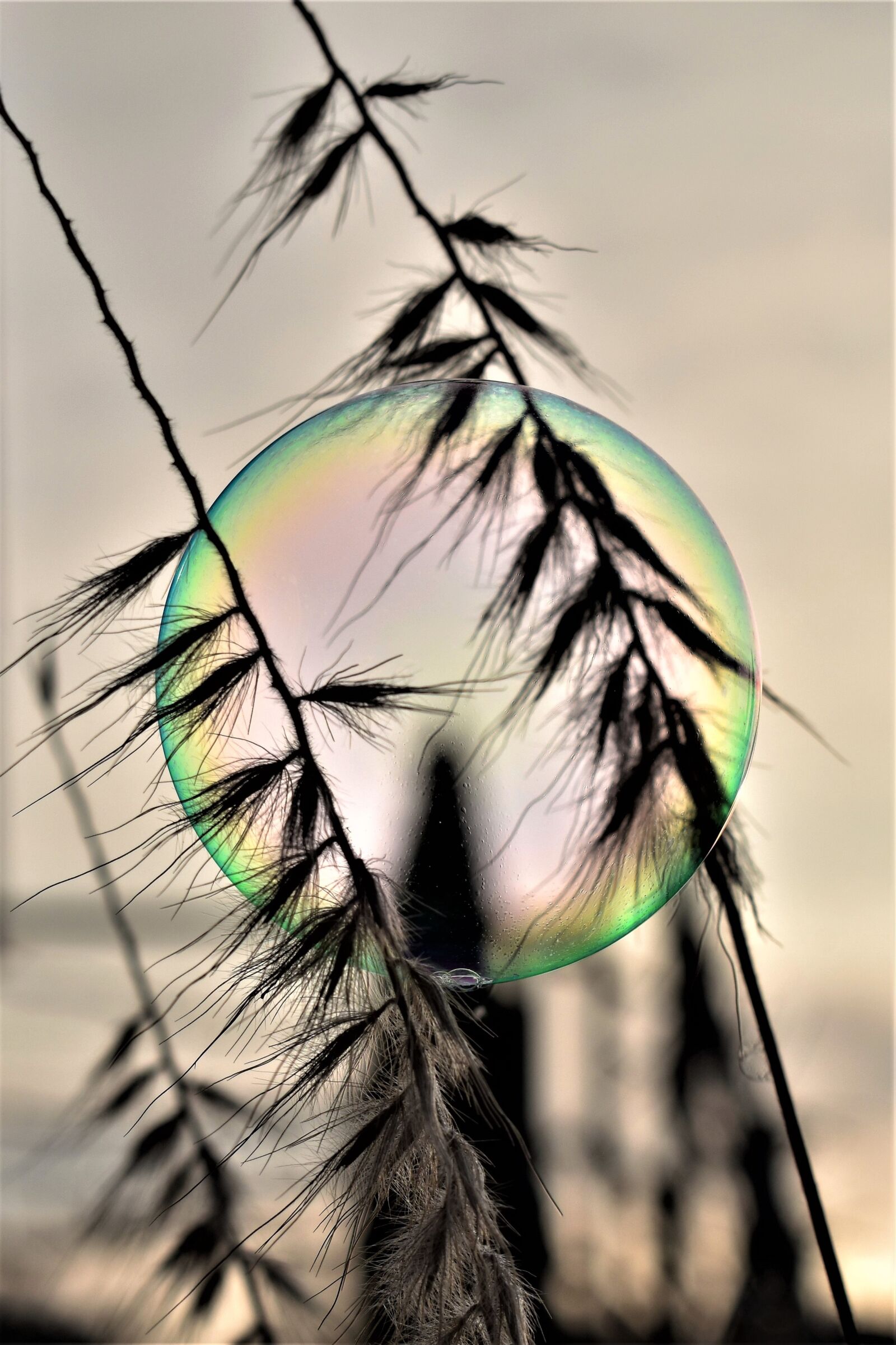 Nikon D5500 sample photo. Soap bubble, backlighting, mood photography