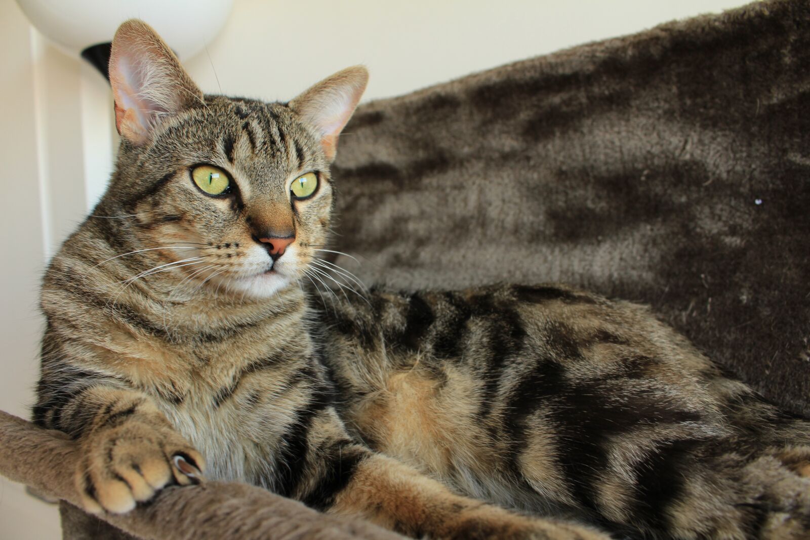 Canon EOS 700D (EOS Rebel T5i / EOS Kiss X7i) sample photo. Cat, tabby cat, animal photography
