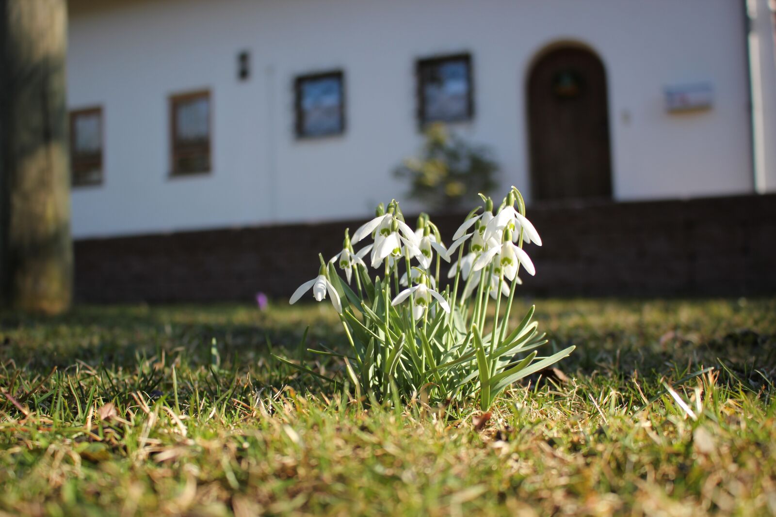 Canon EOS 550D (EOS Rebel T2i / EOS Kiss X4) sample photo. Cowslip, spring flowers, harbinger photography