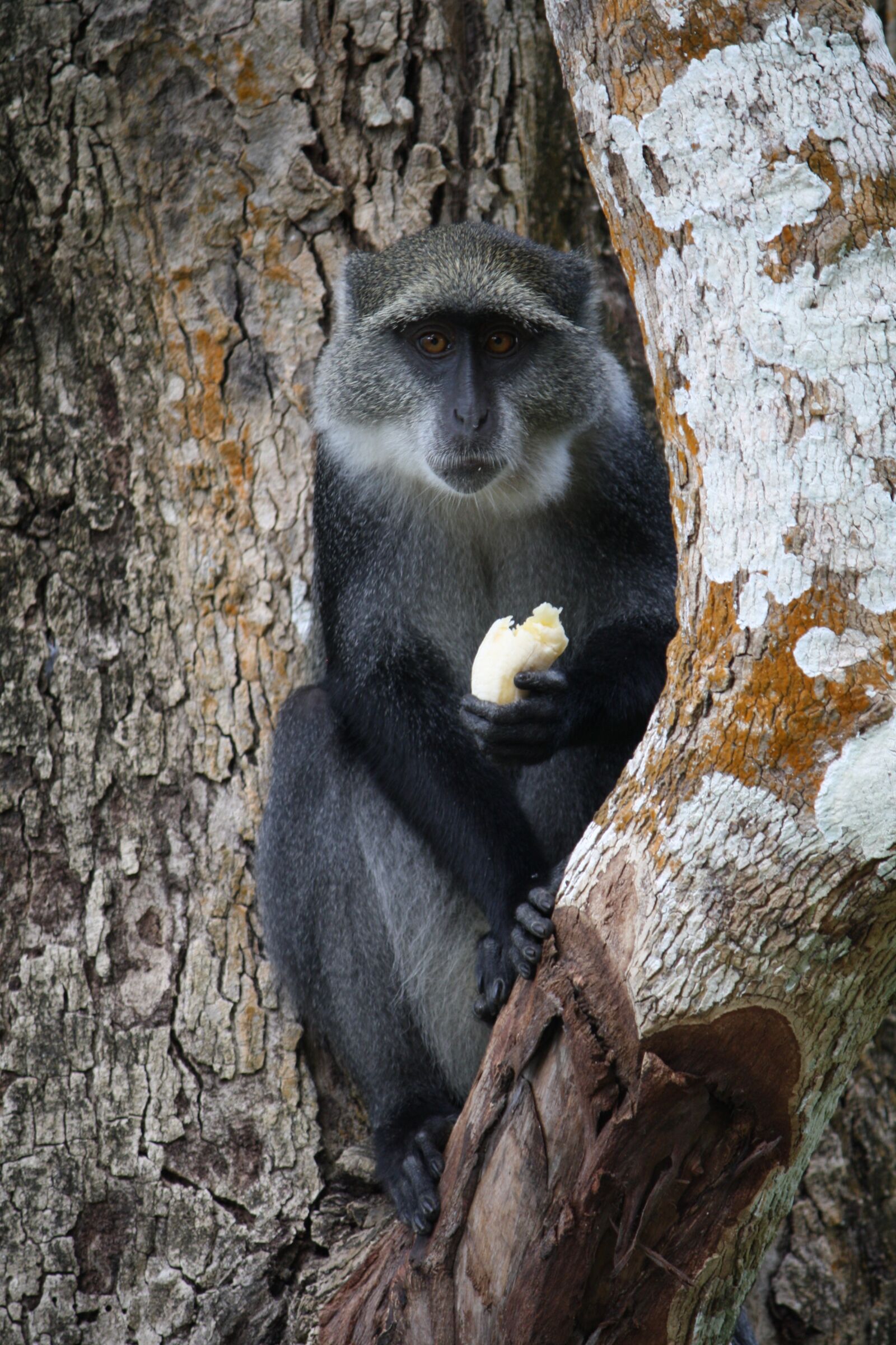 Canon EOS 1000D (EOS Digital Rebel XS / EOS Kiss F) sample photo. Monkey, africa, nature photography