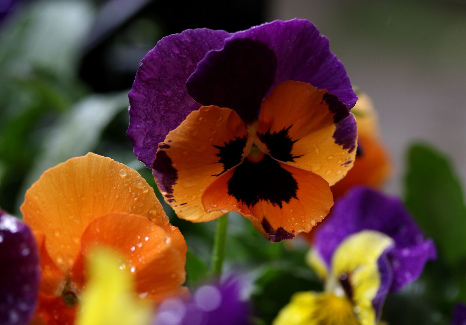 Canon EF-S 60mm F2.8 Macro USM sample photo. Pansy, coloring, wet photography