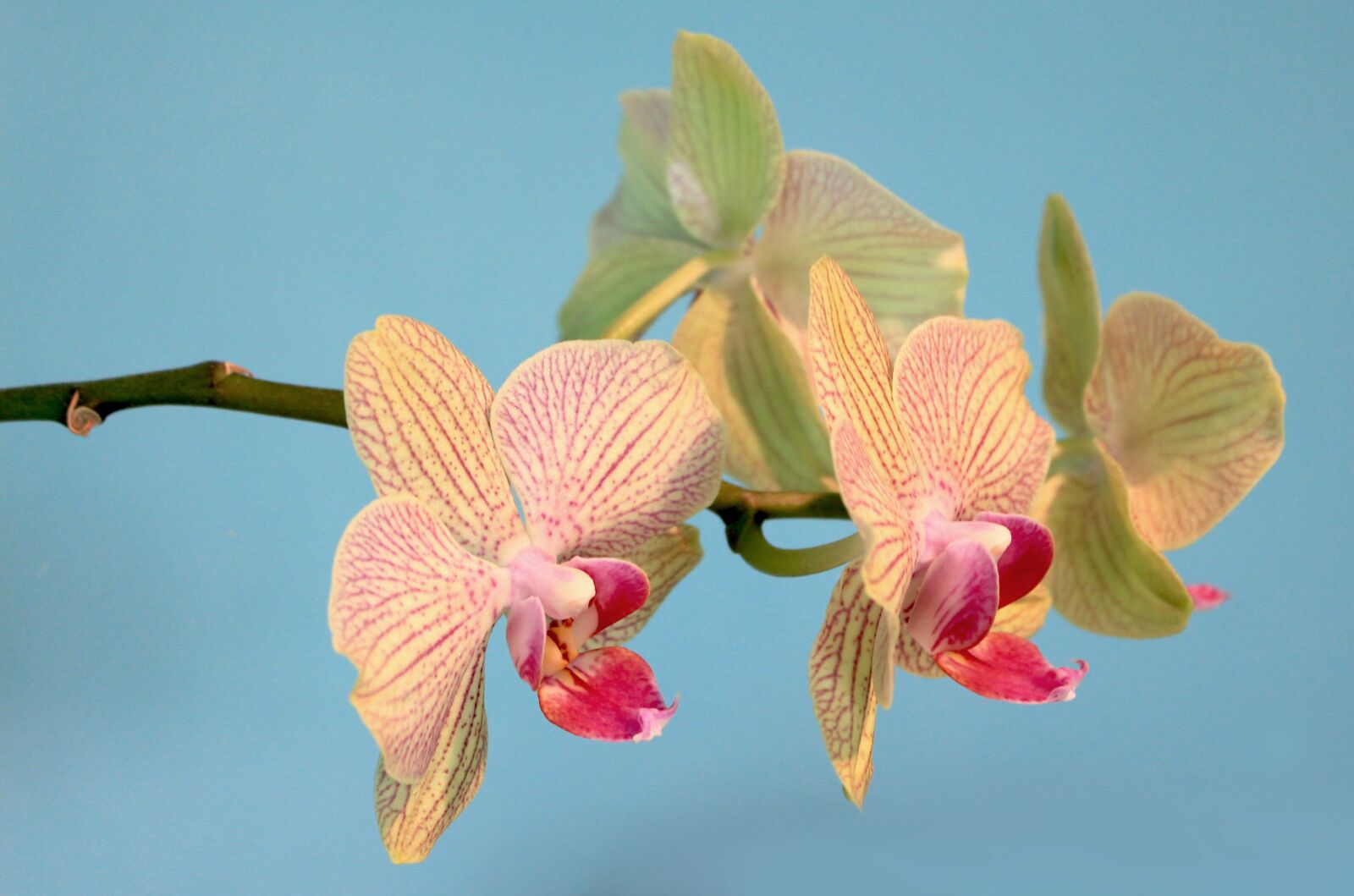 Canon EOS 700D (EOS Rebel T5i / EOS Kiss X7i) sample photo. Orchids, flowers, plants photography