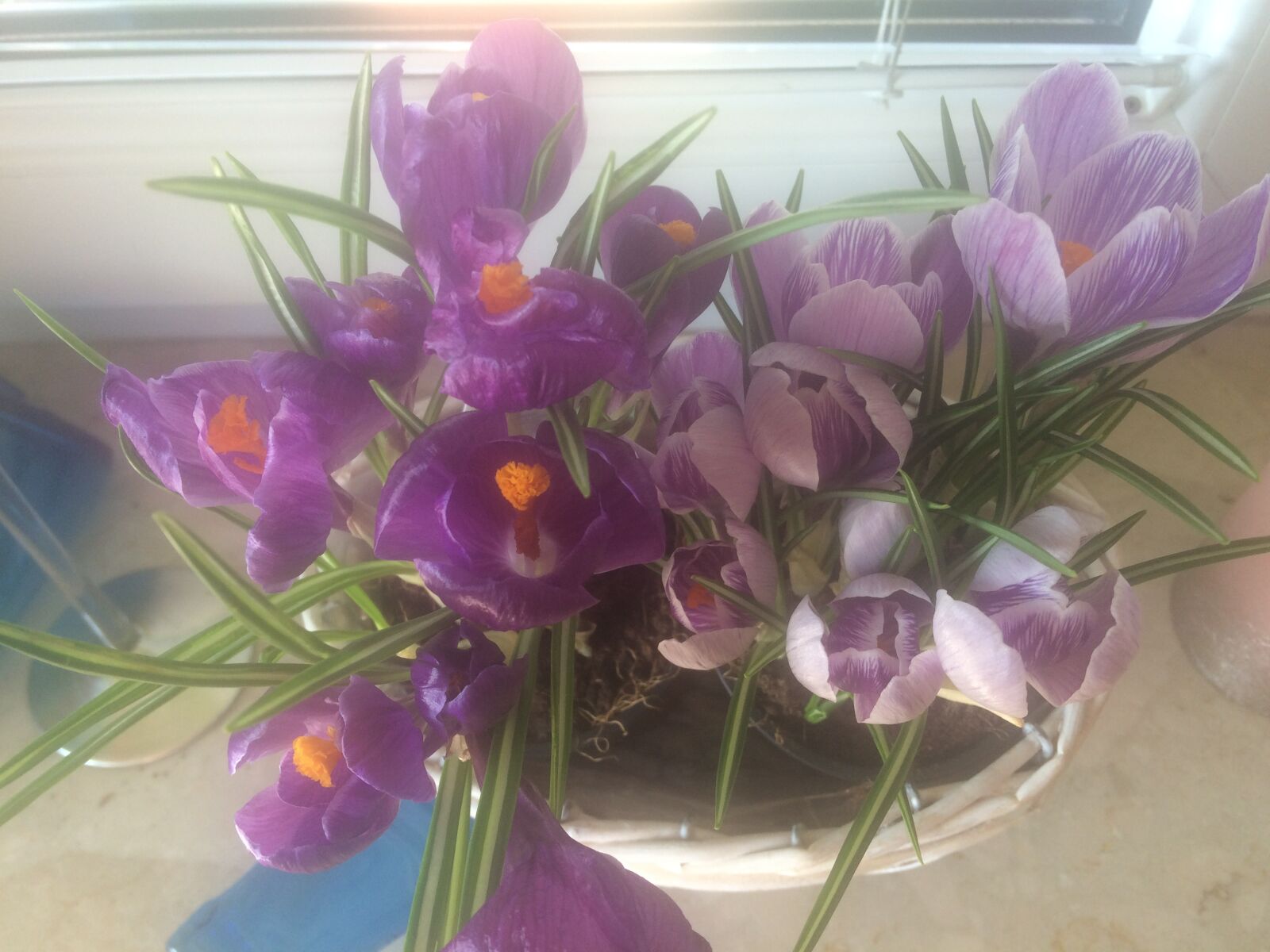 iPhone 5s back camera 4.15mm f/2.2 sample photo. Happy easter, crocus, flowers photography