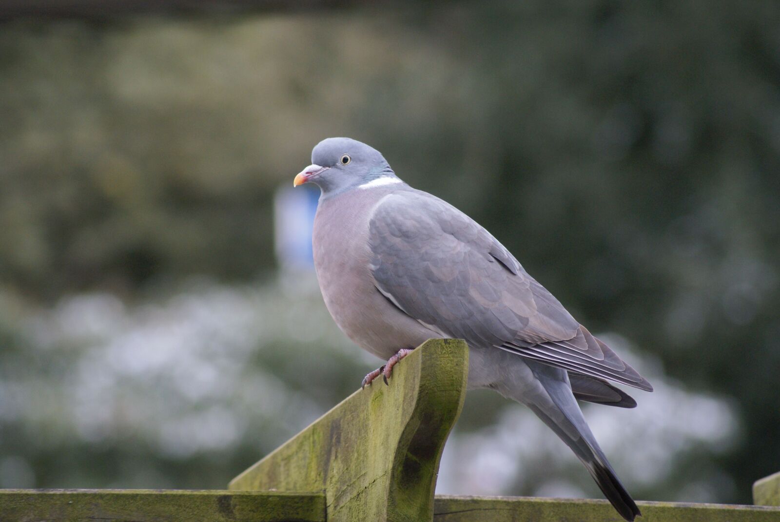 Sony Alpha DSLR-A200 sample photo. Dove, bird, animal world photography