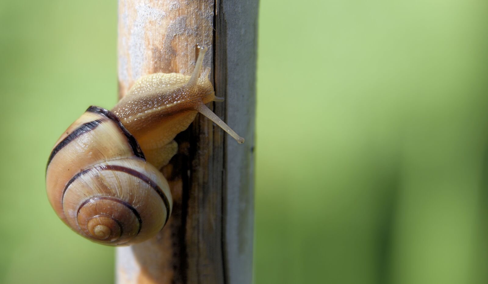 Nikon D810 sample photo. Snail, nature, macro photography