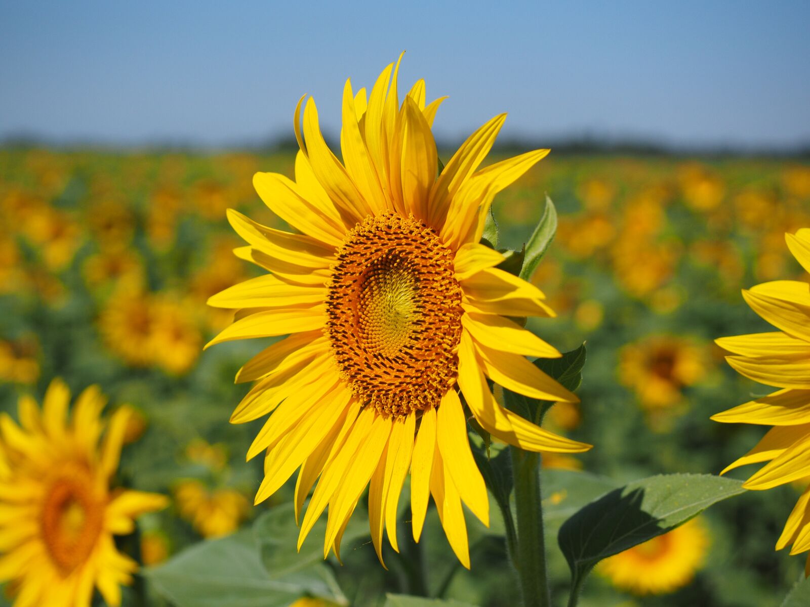 Olympus OM-D E-M1 + Olympus M.Zuiko Digital ED 12-40mm F2.8 Pro sample photo. Sunflower, inflorescence, flower basket photography